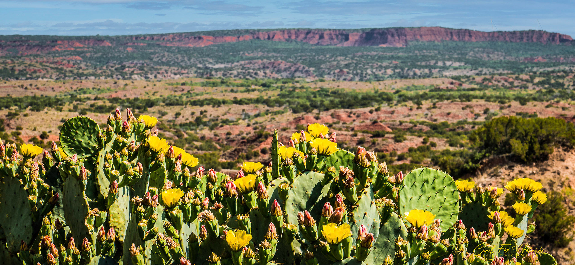 Prickly Pear Horizon