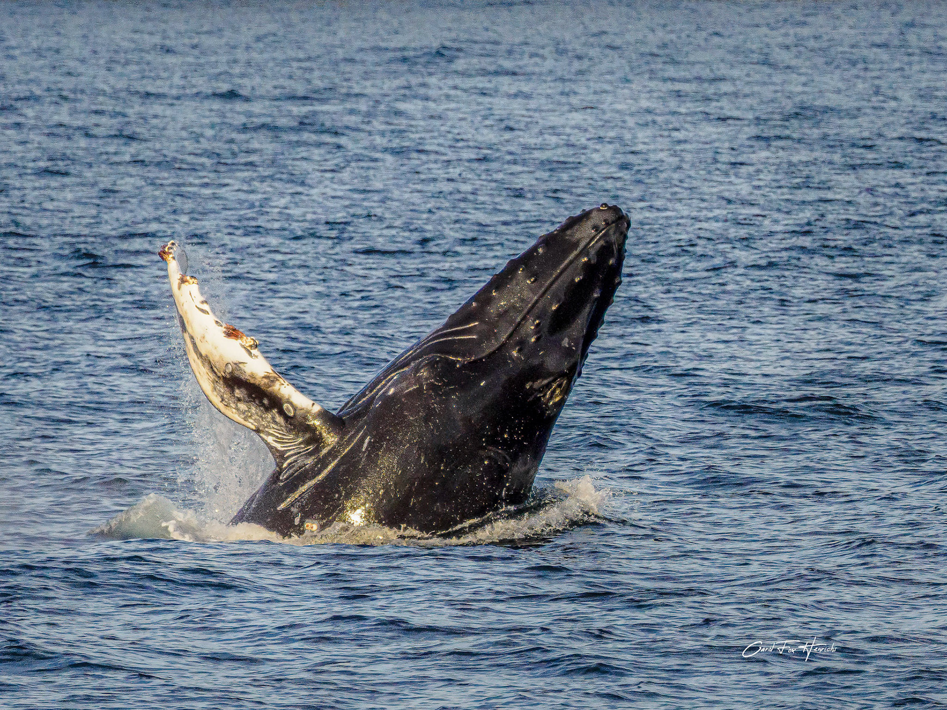 A juvenile Humpback whale frolicked and played near our boat for several minutes.
