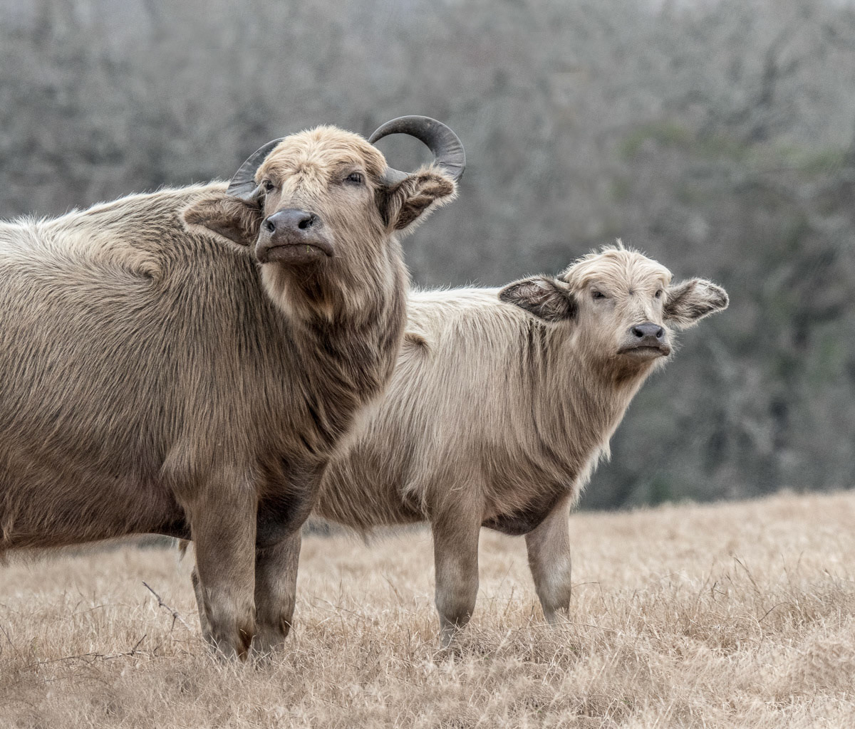 Photographed at Whiskey Hollow Wildlife Ranch, Gause TX.