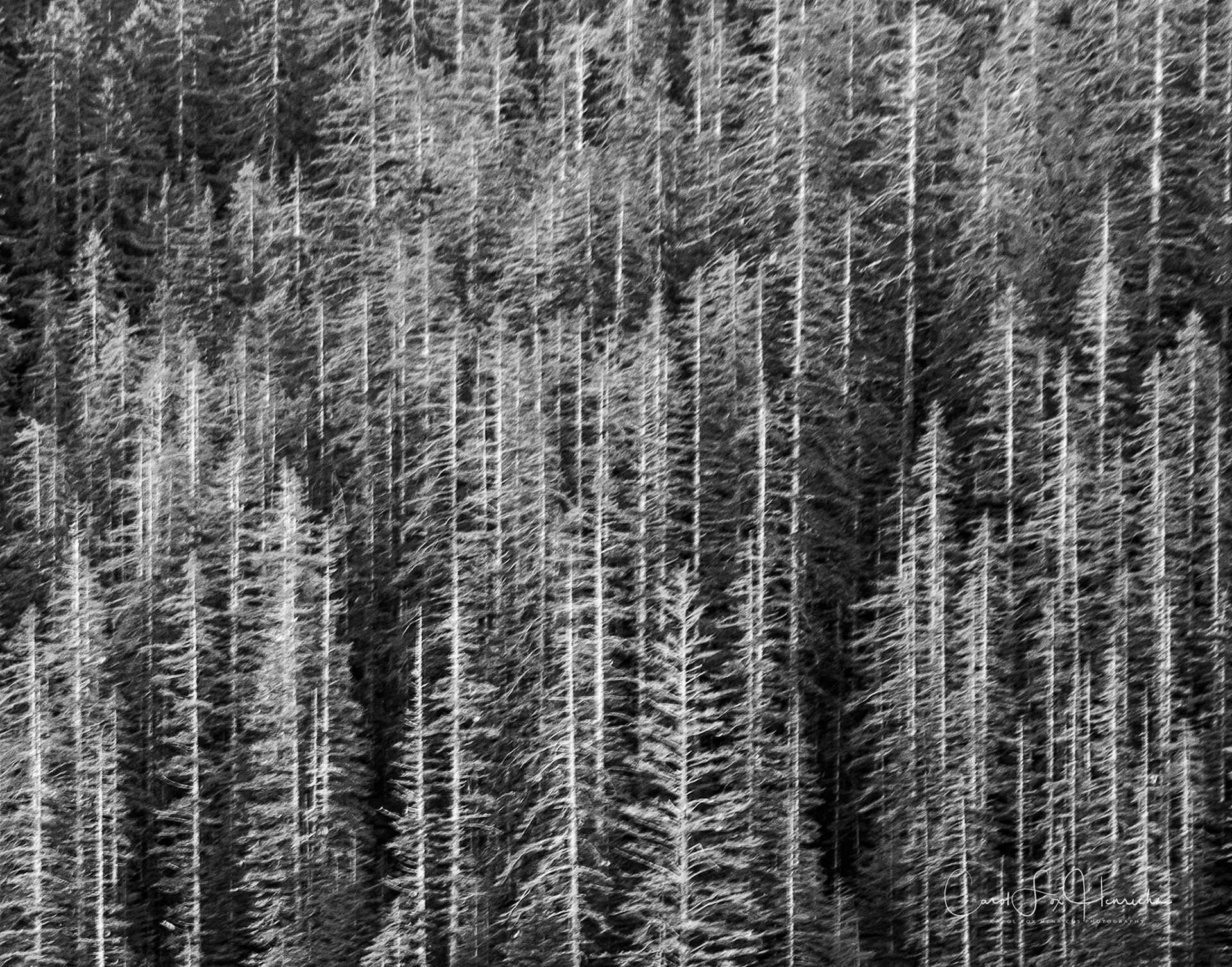 Sitka Spruce trees in southeastern Alaska. A slight panning motion with the camera,  creates a painterly effect.