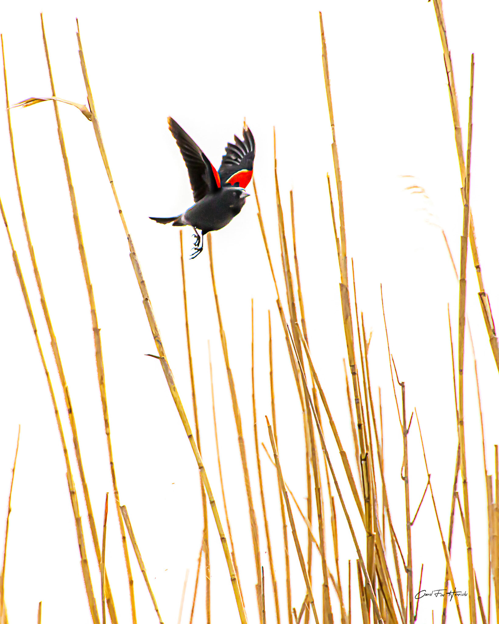 Red-winged Blackbird in the Reeds