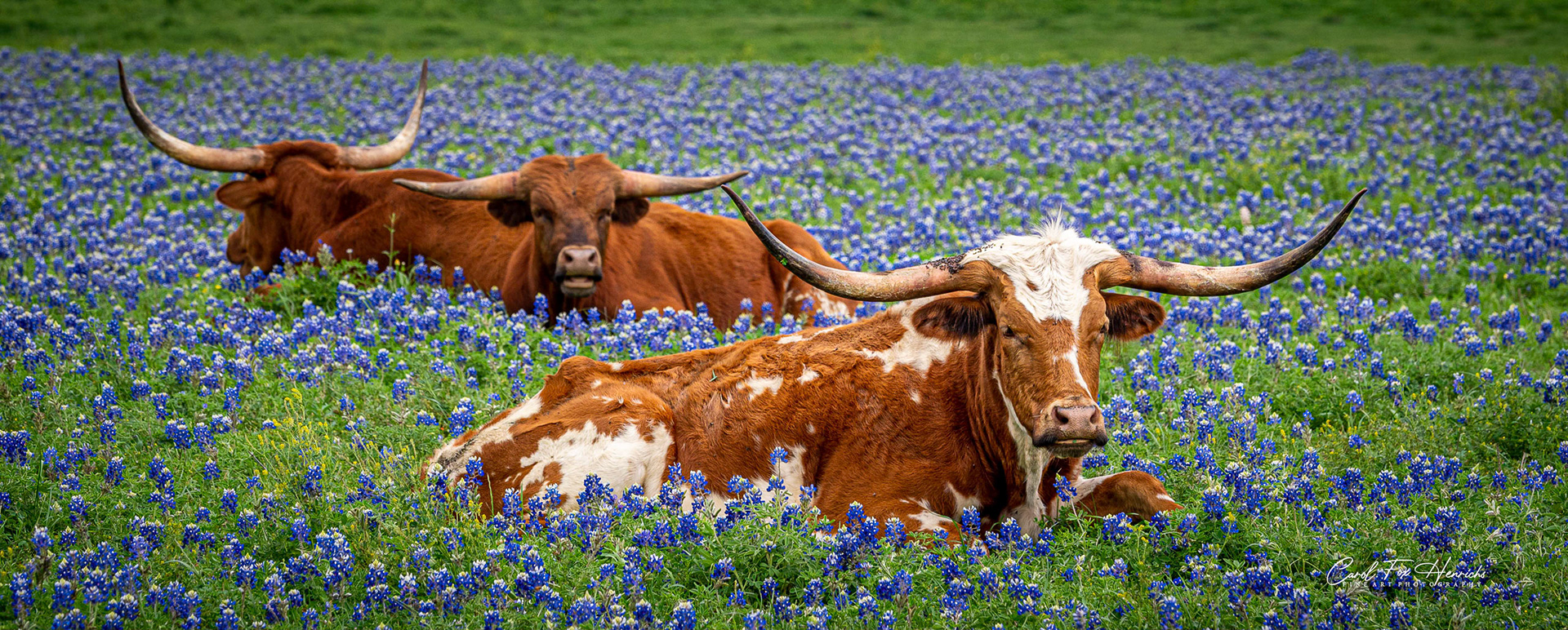 Longhorn trio in Bluebonnets