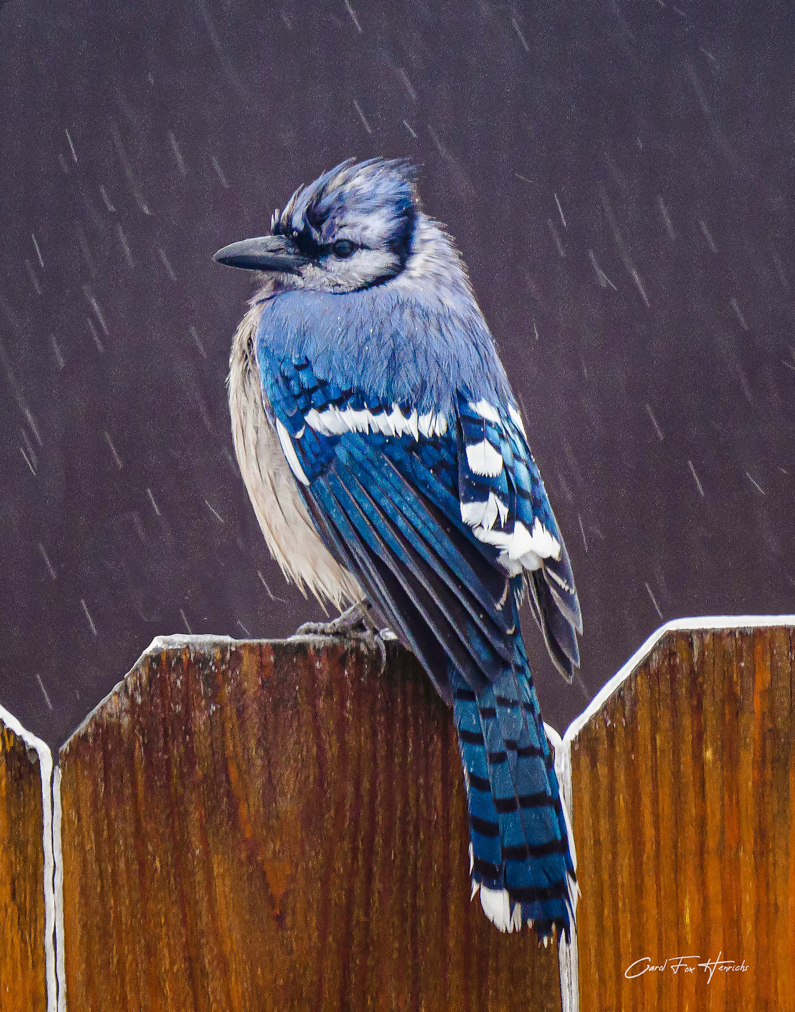 This Blue Jay seems a bit tired and weary after enduring days of sub-freezing temperatures, sleet, snow and rain.