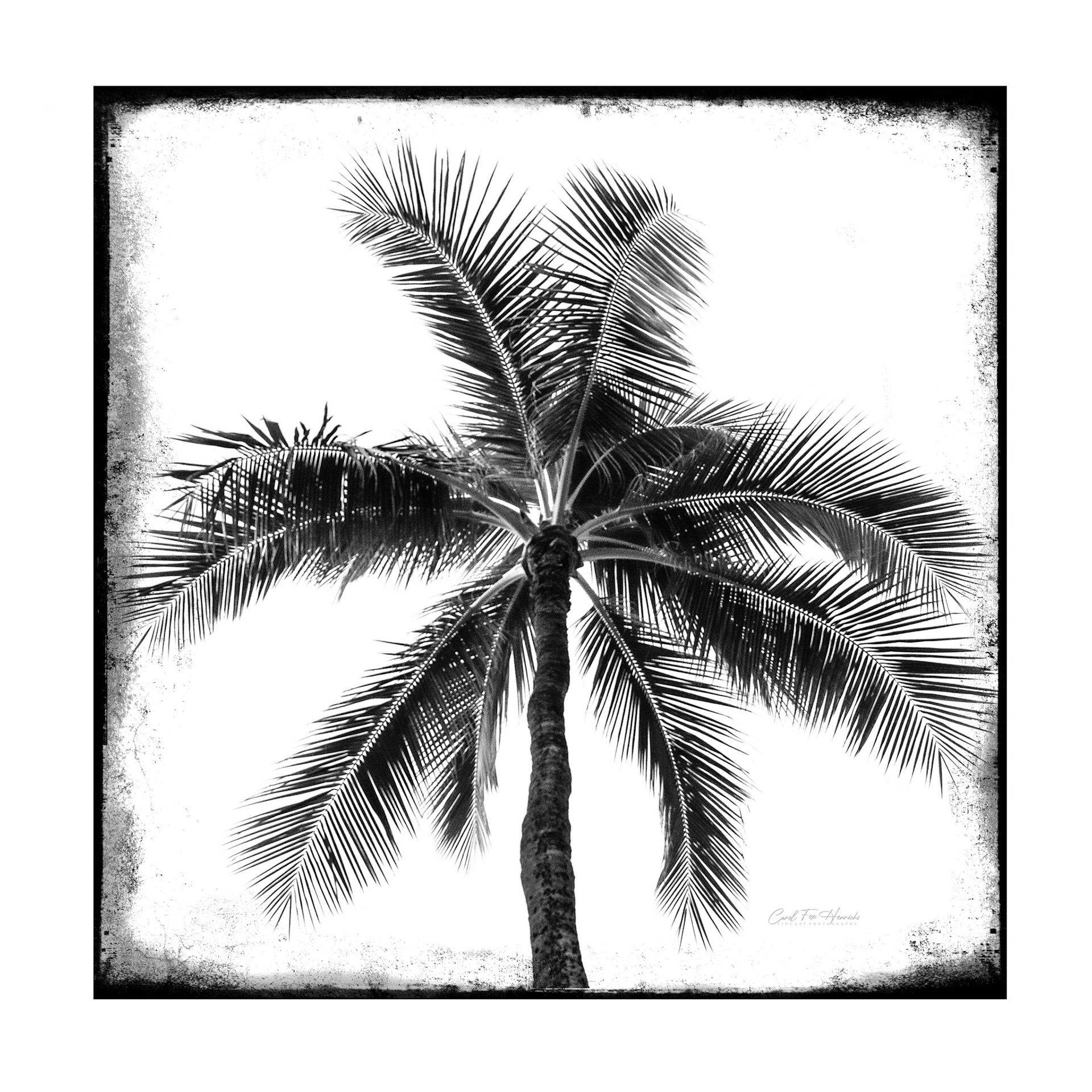 Palm Tree in Charcoal Tones