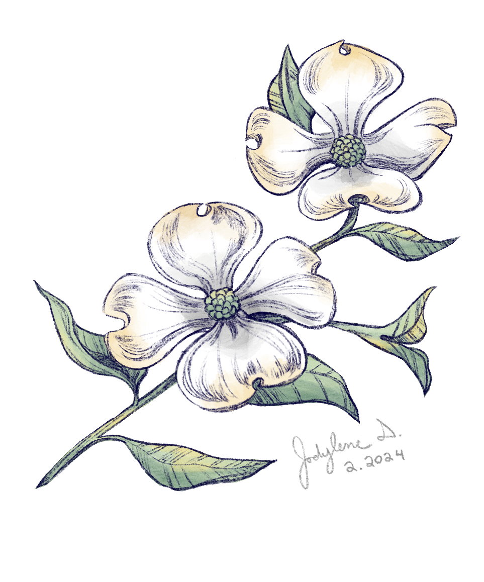 Dogwood | Original