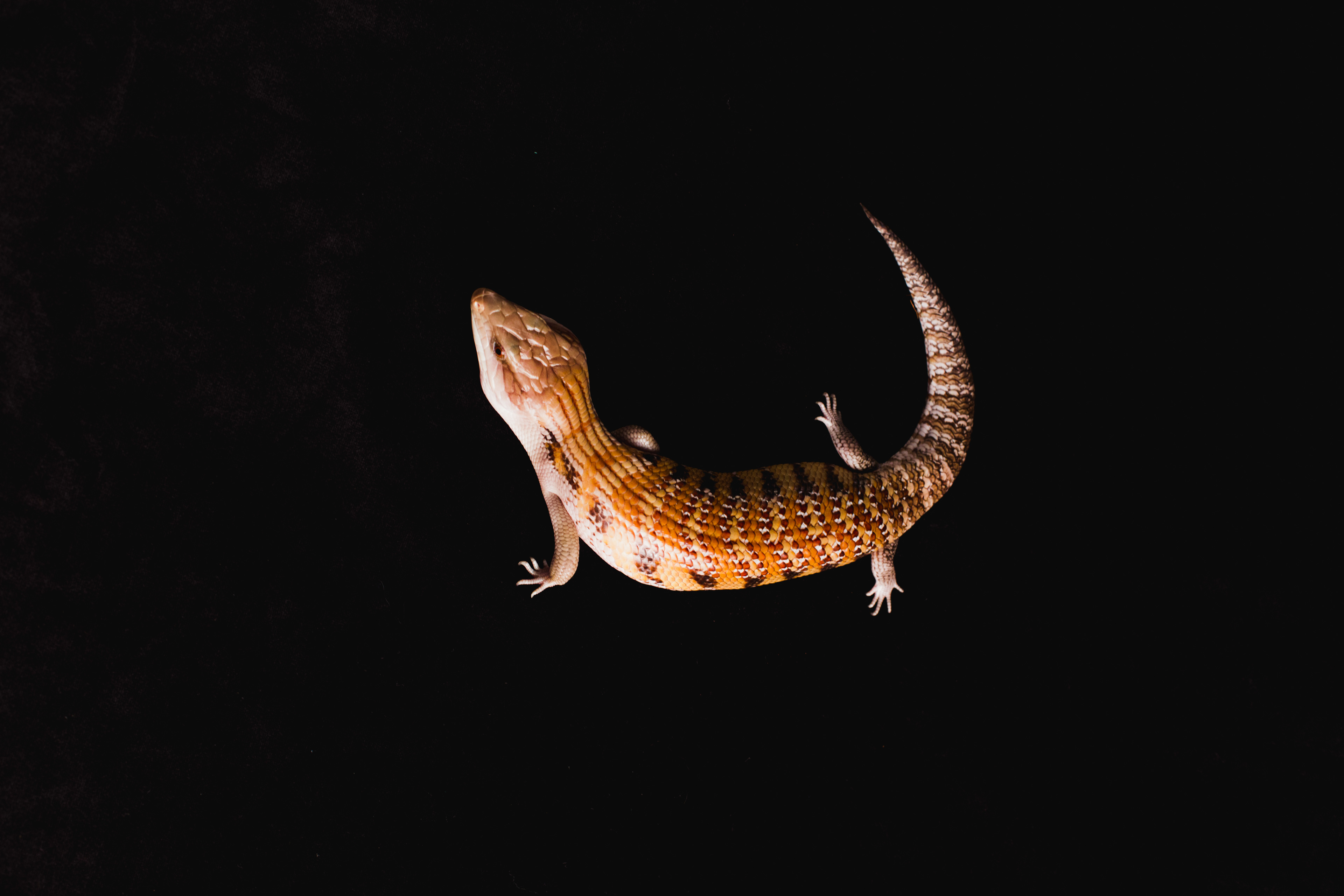 2018 - Northern Blue-Tongued Skink
