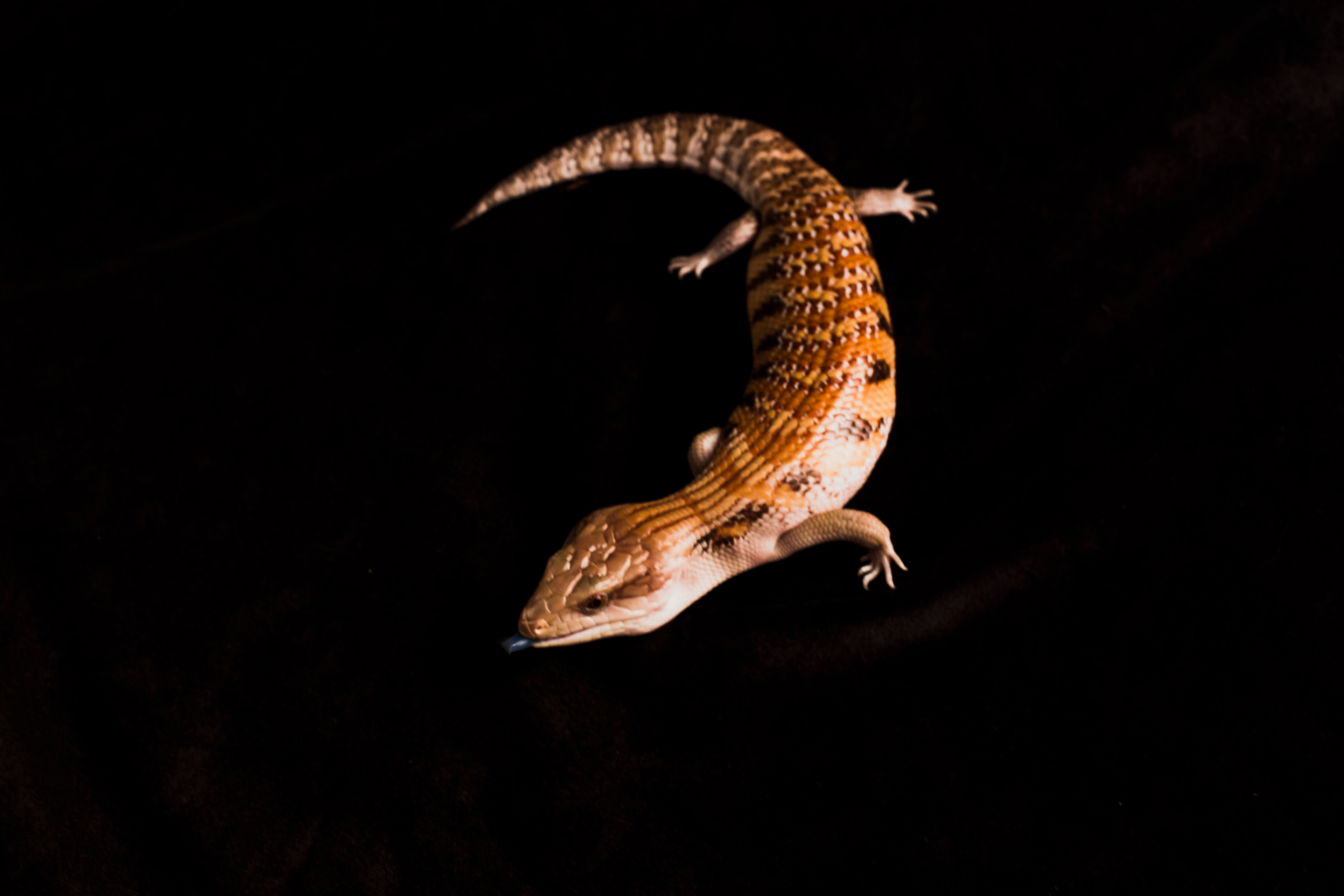 2018 - Northern Blue-Tongued Skink