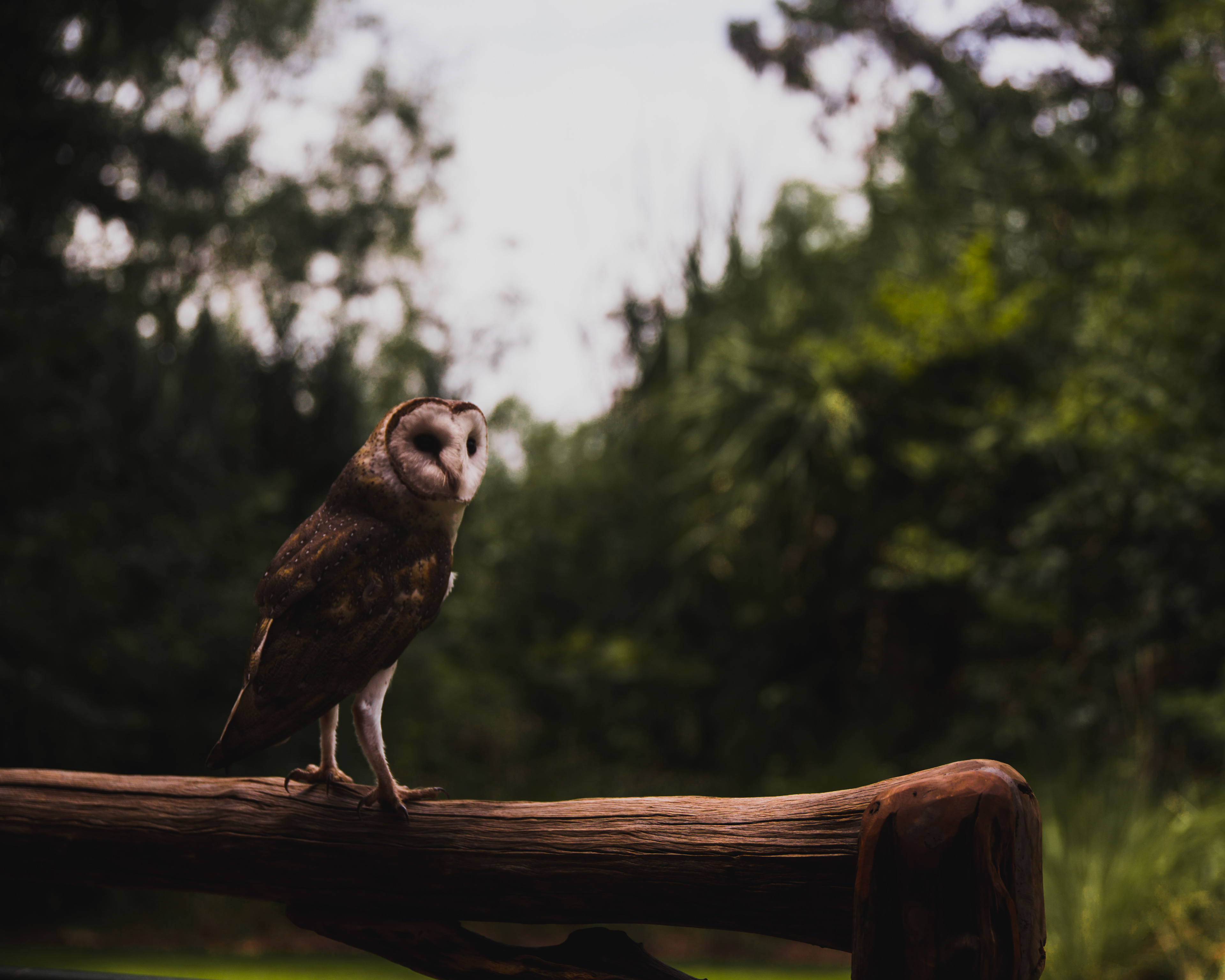 2018 - Barn Owl
