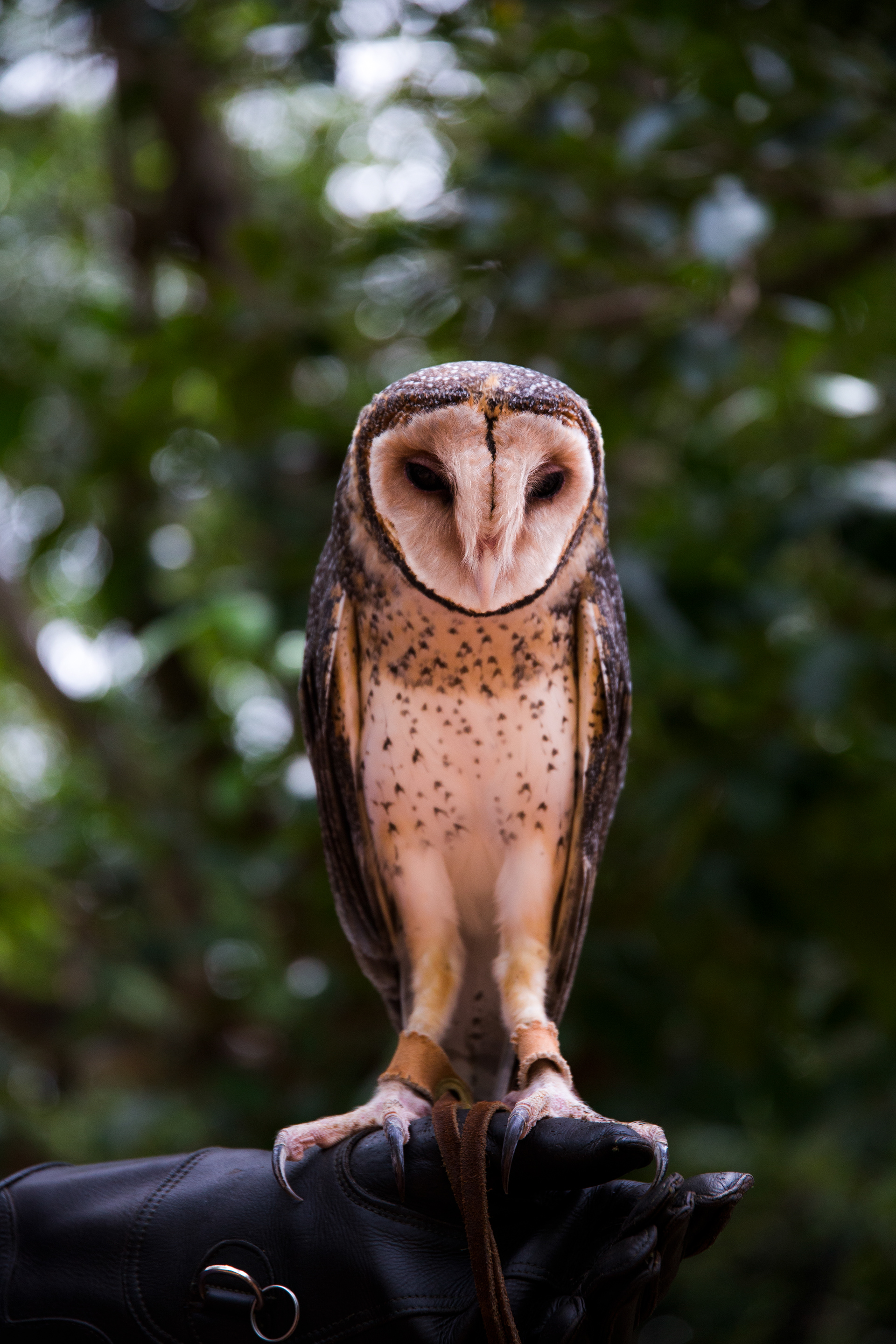 2018 - Barn Owl