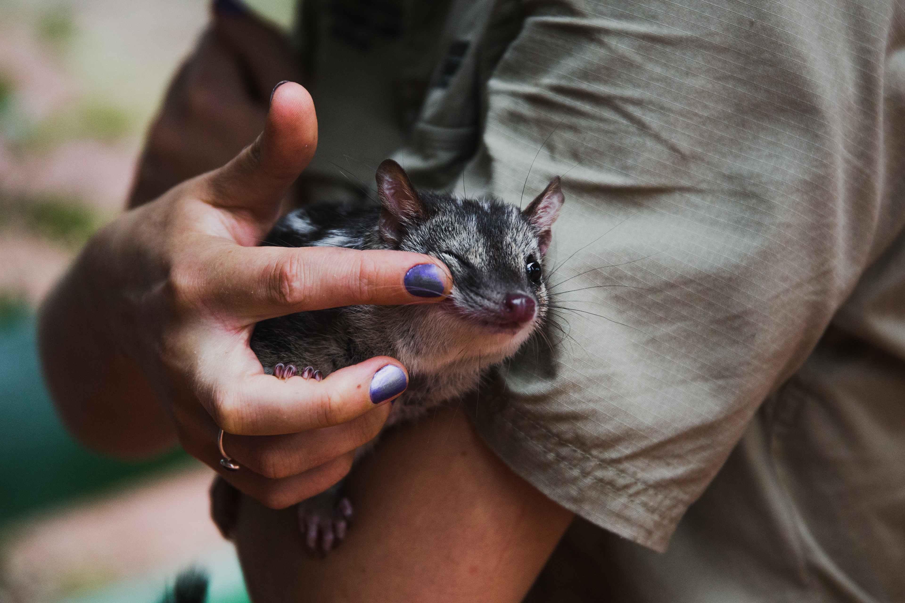 2018 - Northern Quoll