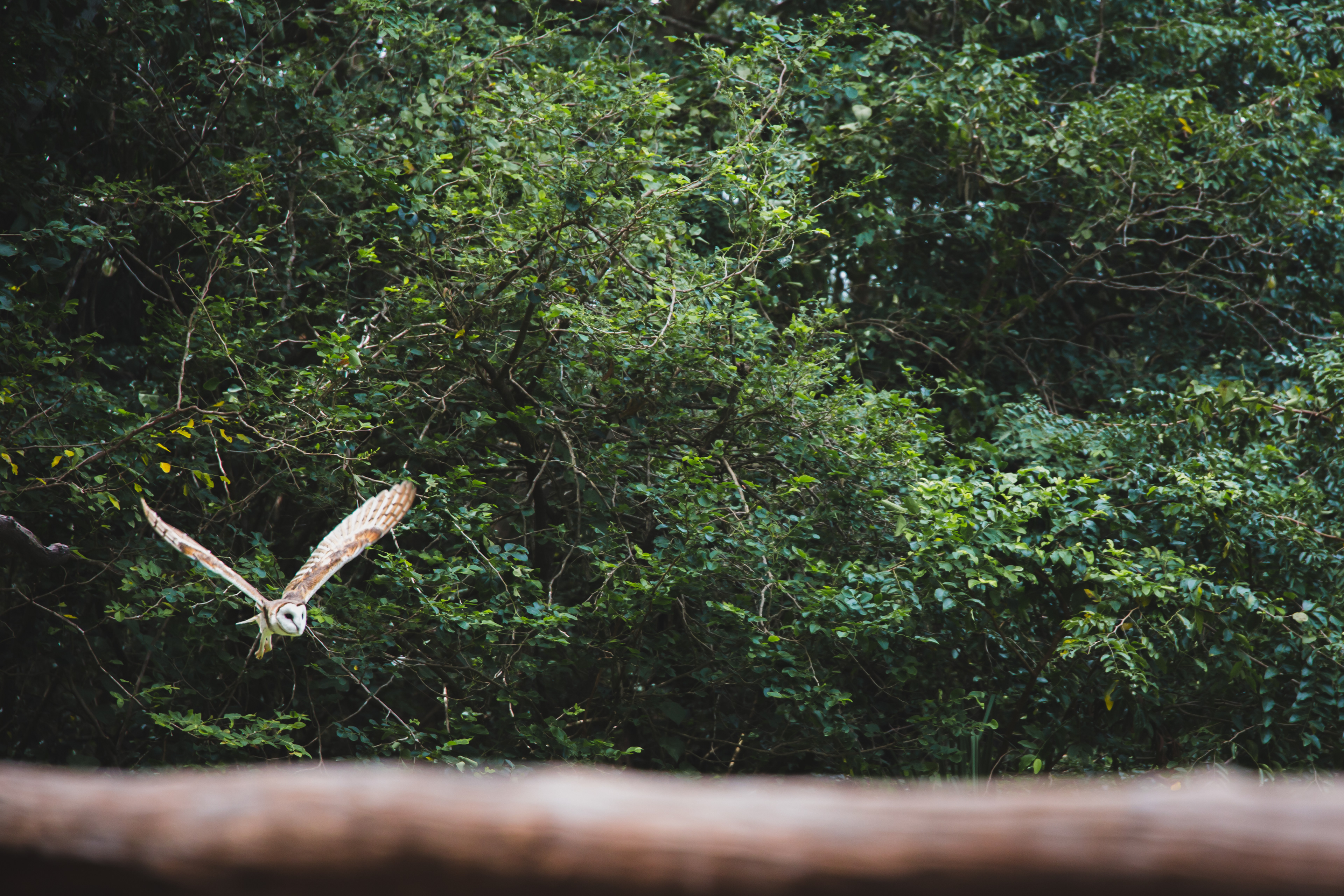 2018 - Barn Owl