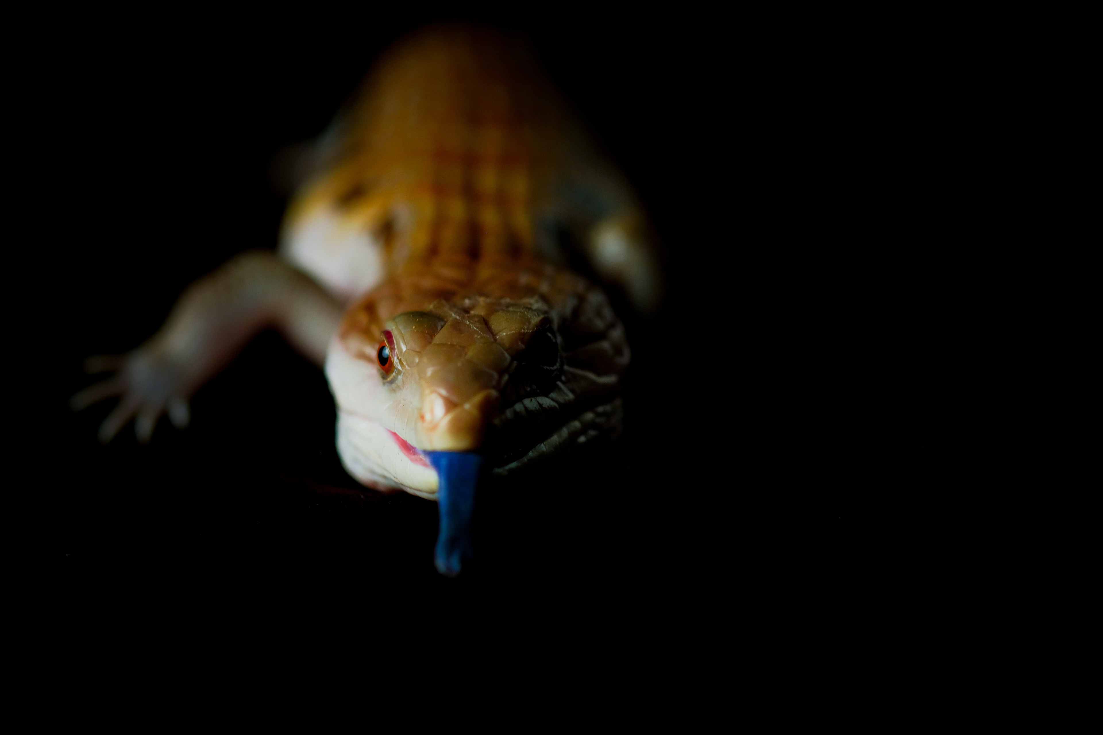 2018 - Northern Blue-Tongued Skink