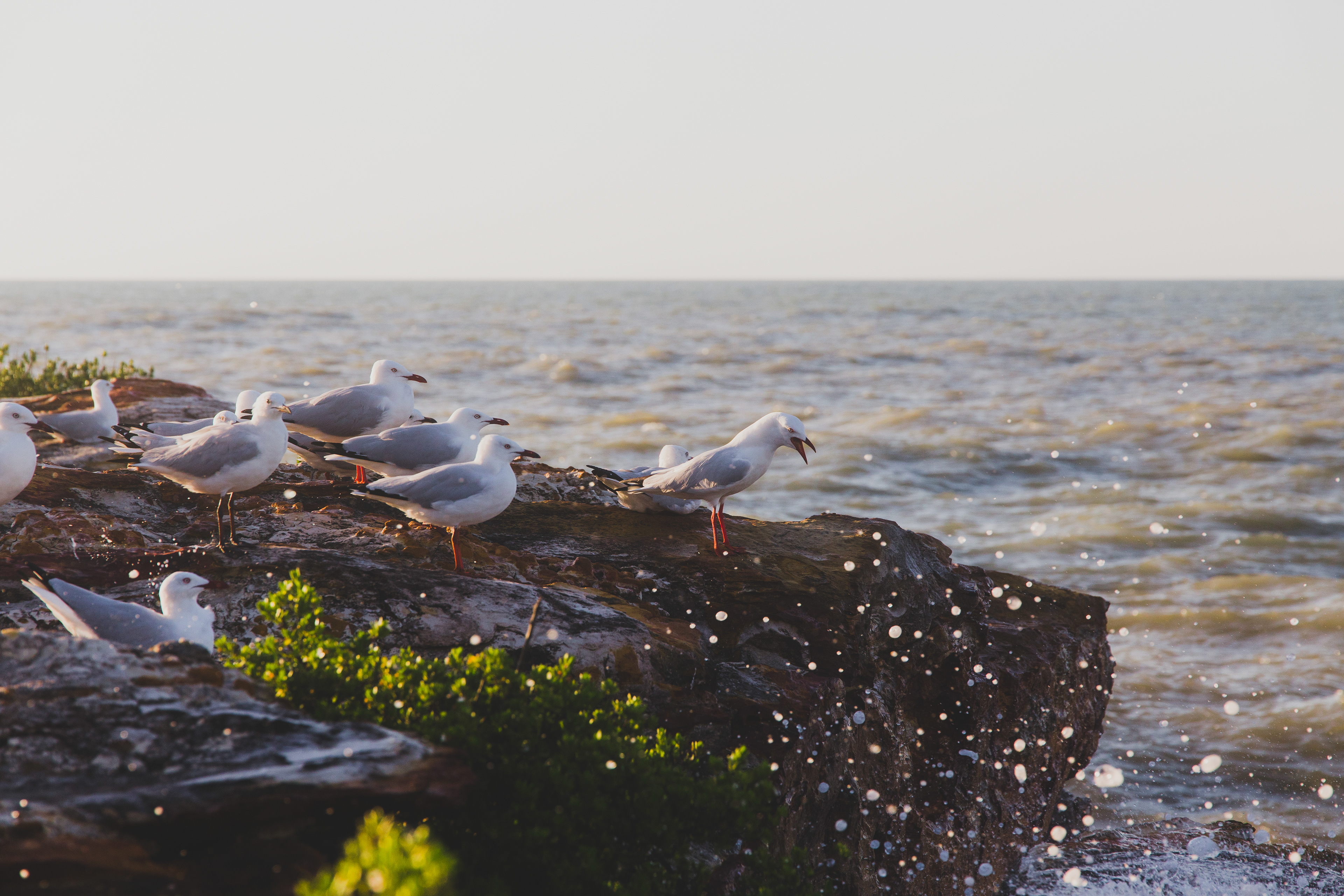 2018 - Seagulls