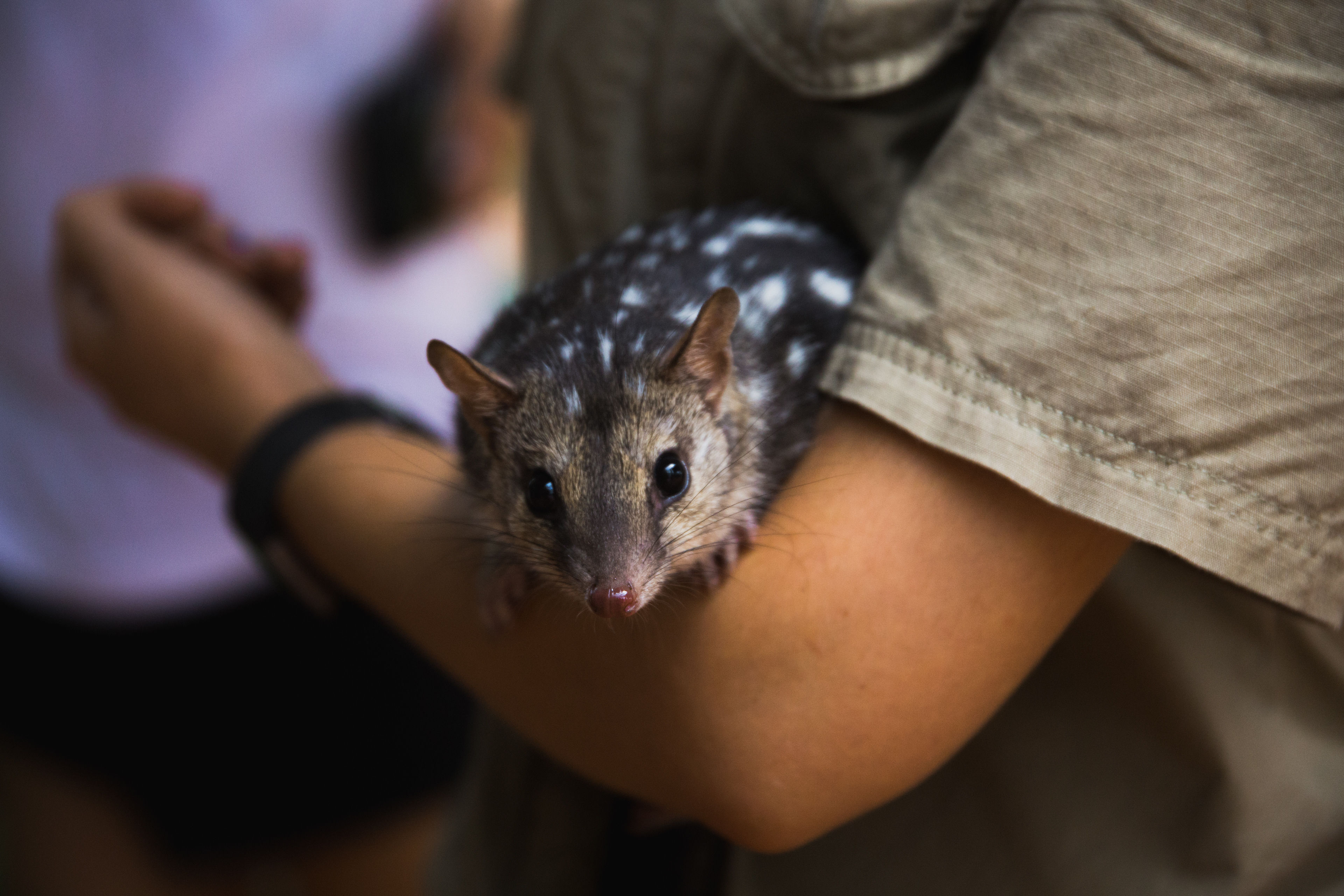 2018 - Northern Quoll