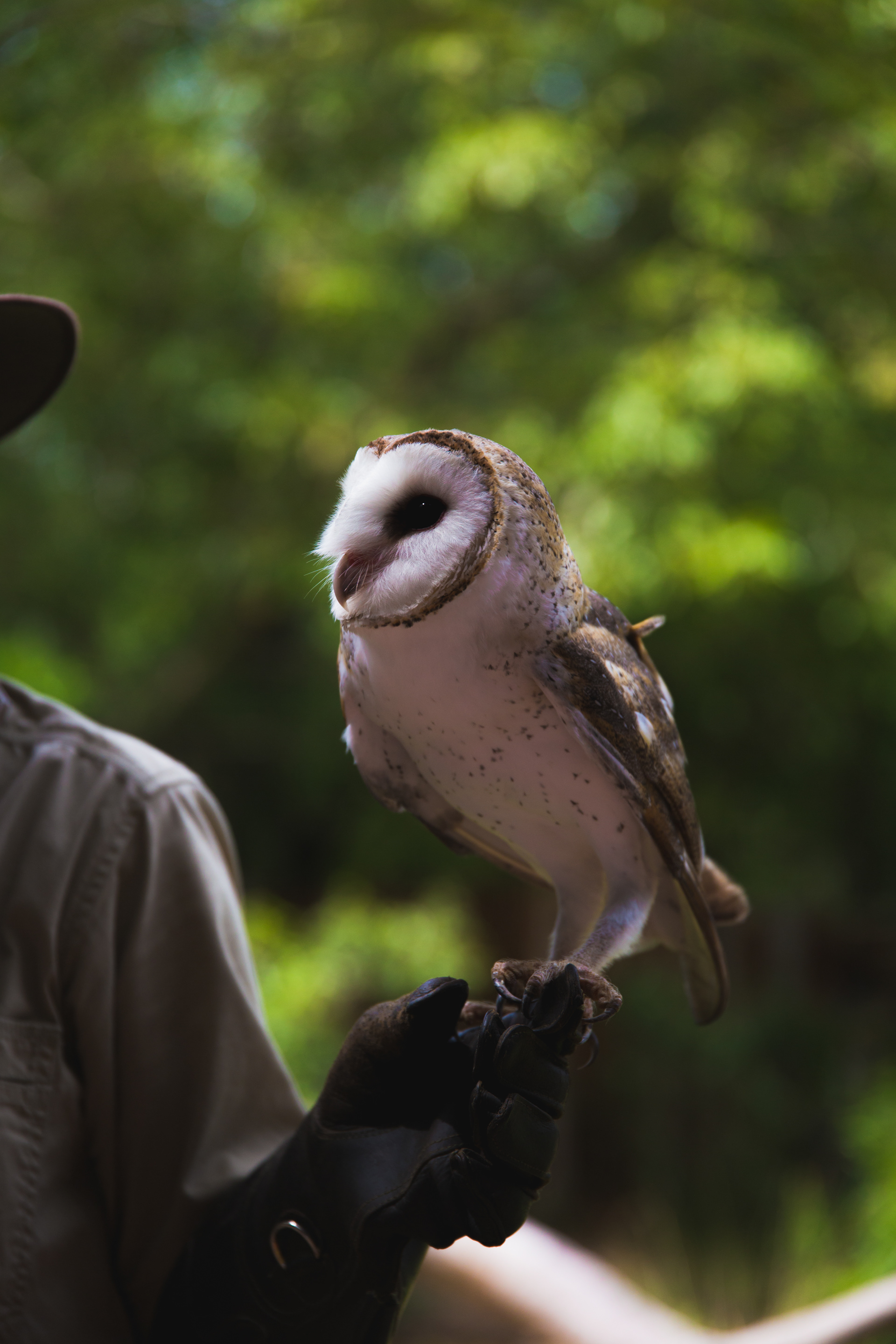 2018 - Barn Owl