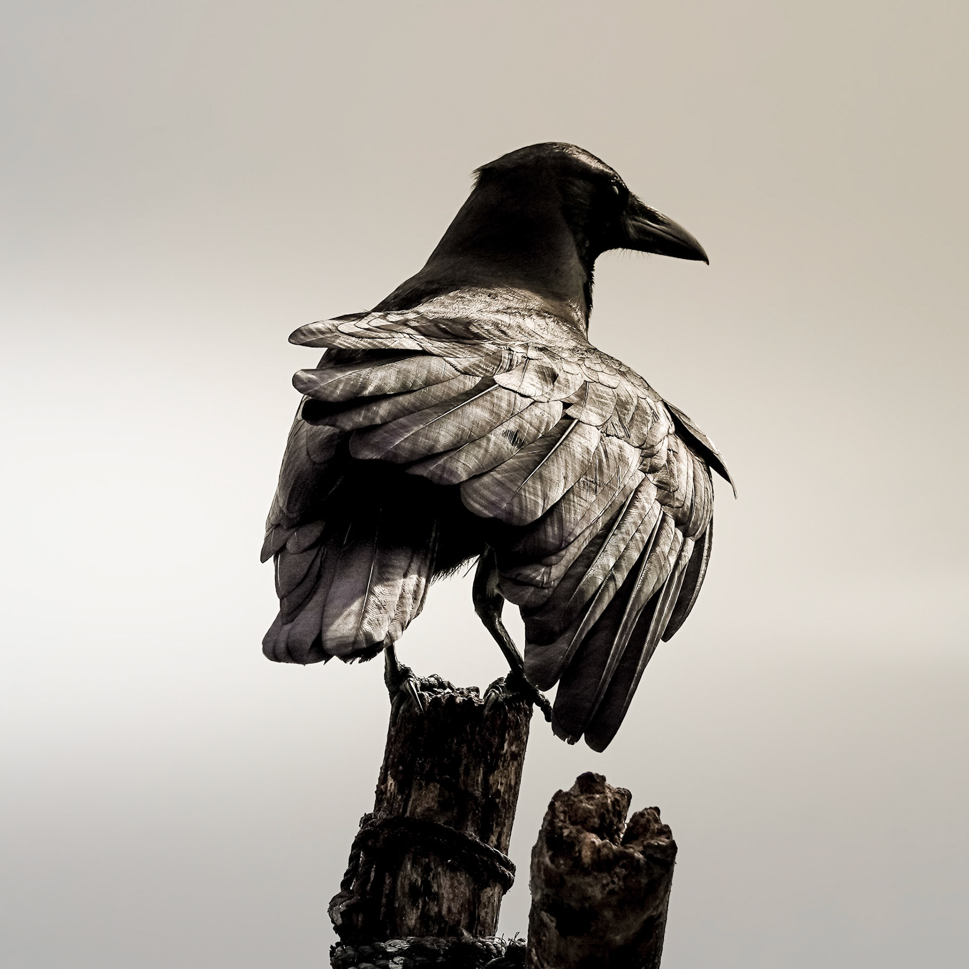 the raven