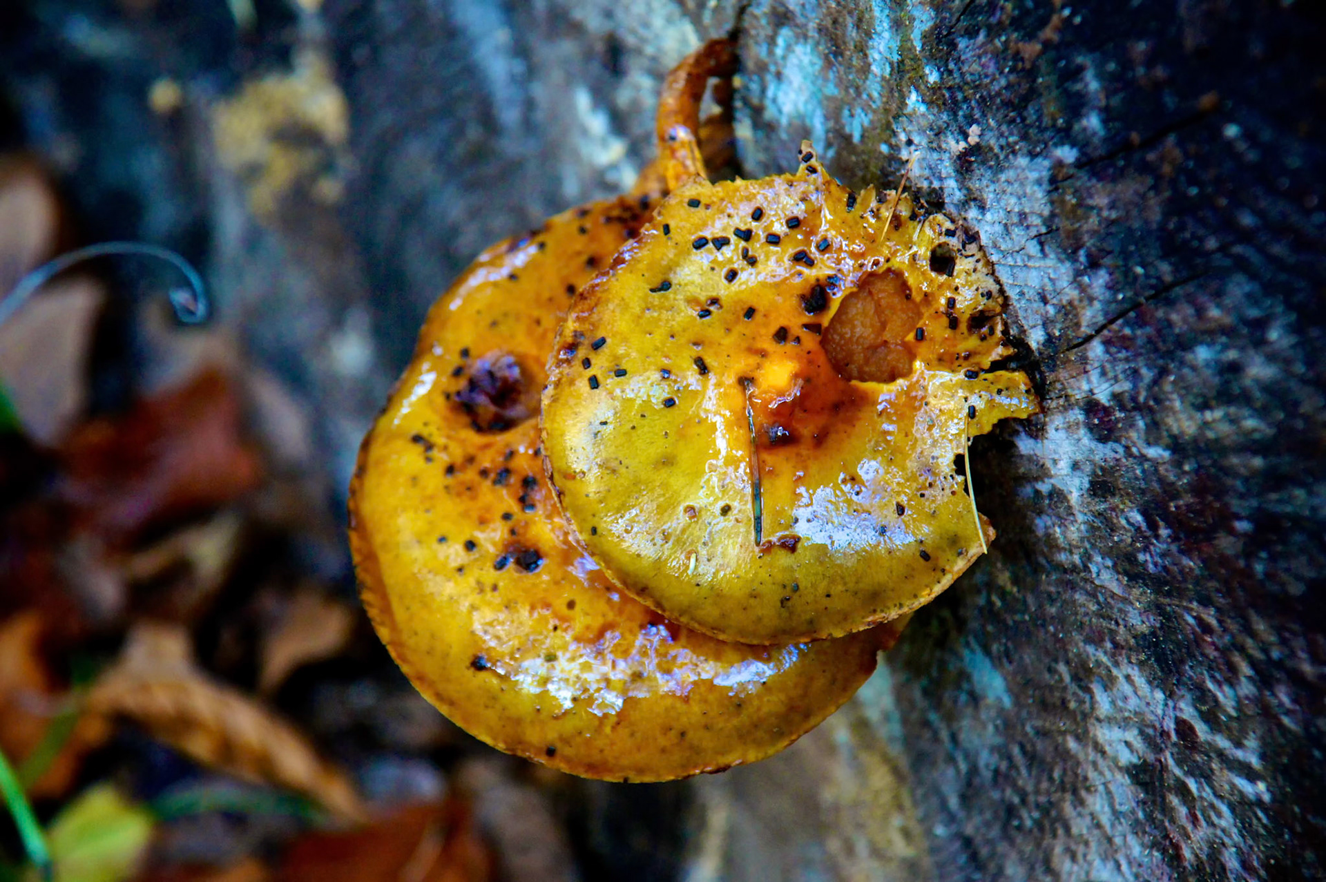 champignons