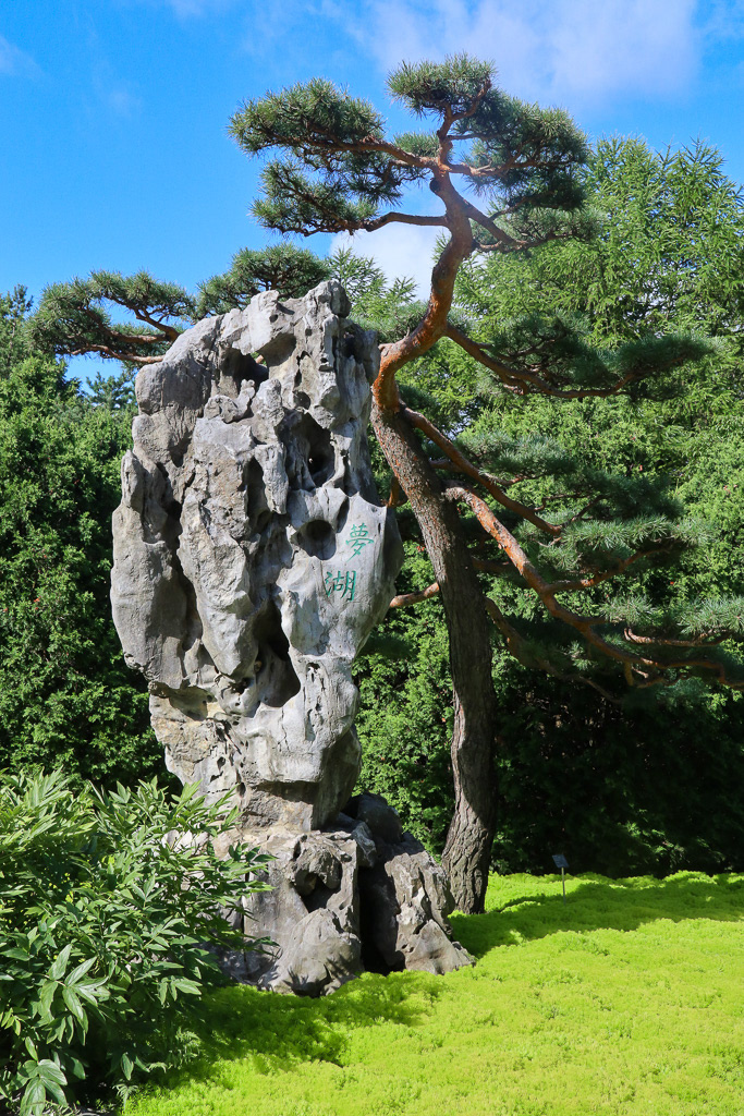 Rock and Tree