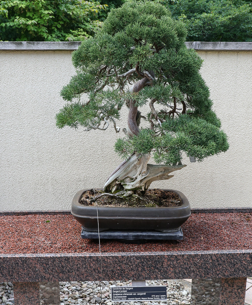 Japanese Garden