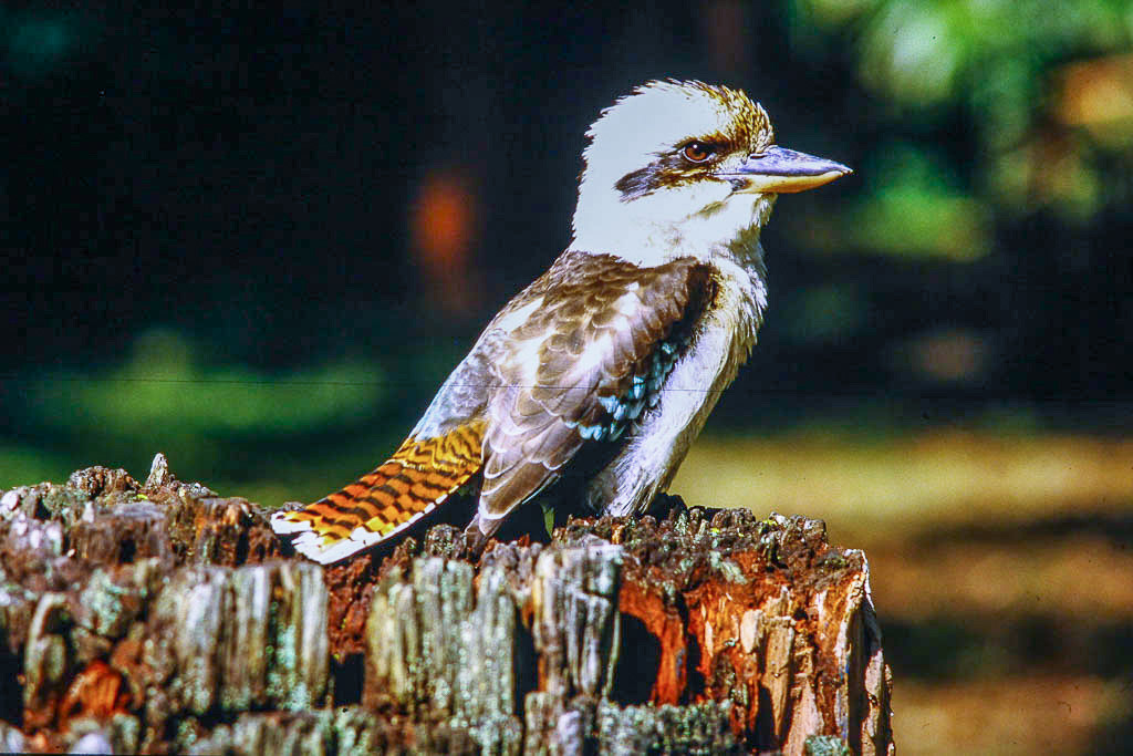 Kookaburra
