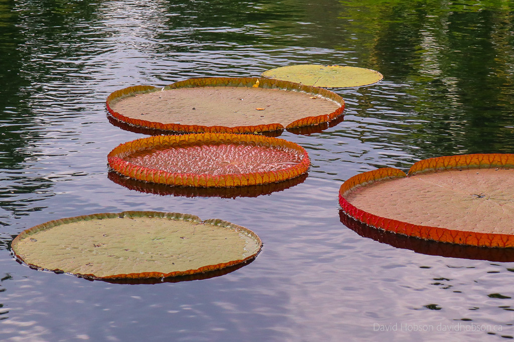 Water Garden
