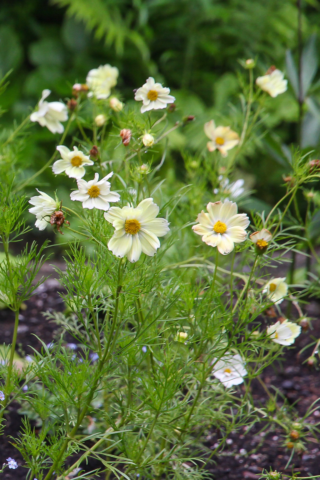 Reford Gardens