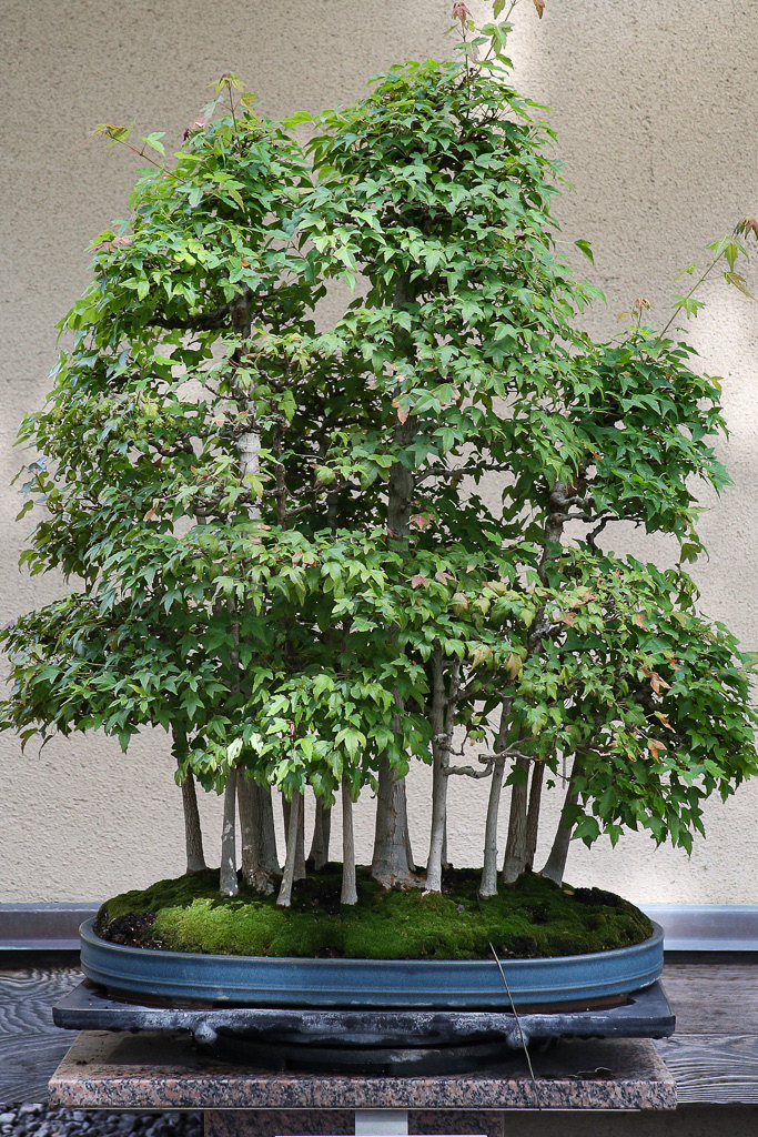Japanese Garden