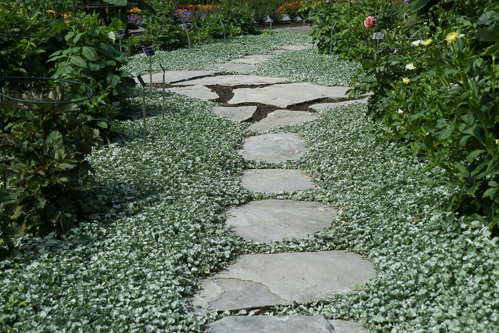 Dichondra 'Silver Falls' Pathway.