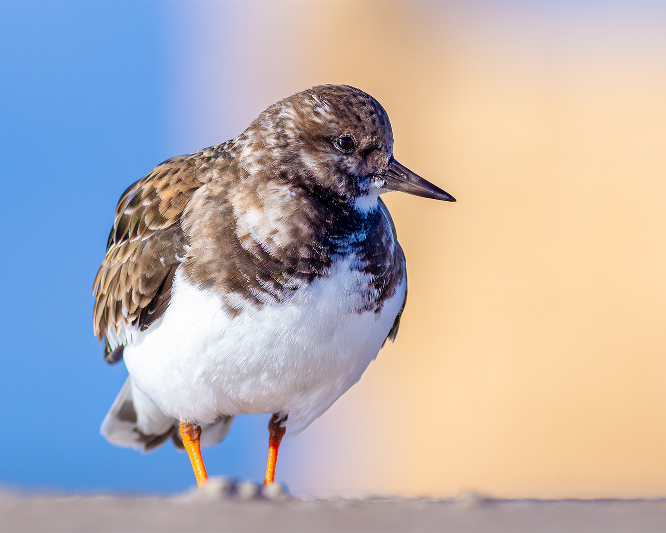 Vuelvepiedras común (Arenaria interpes)