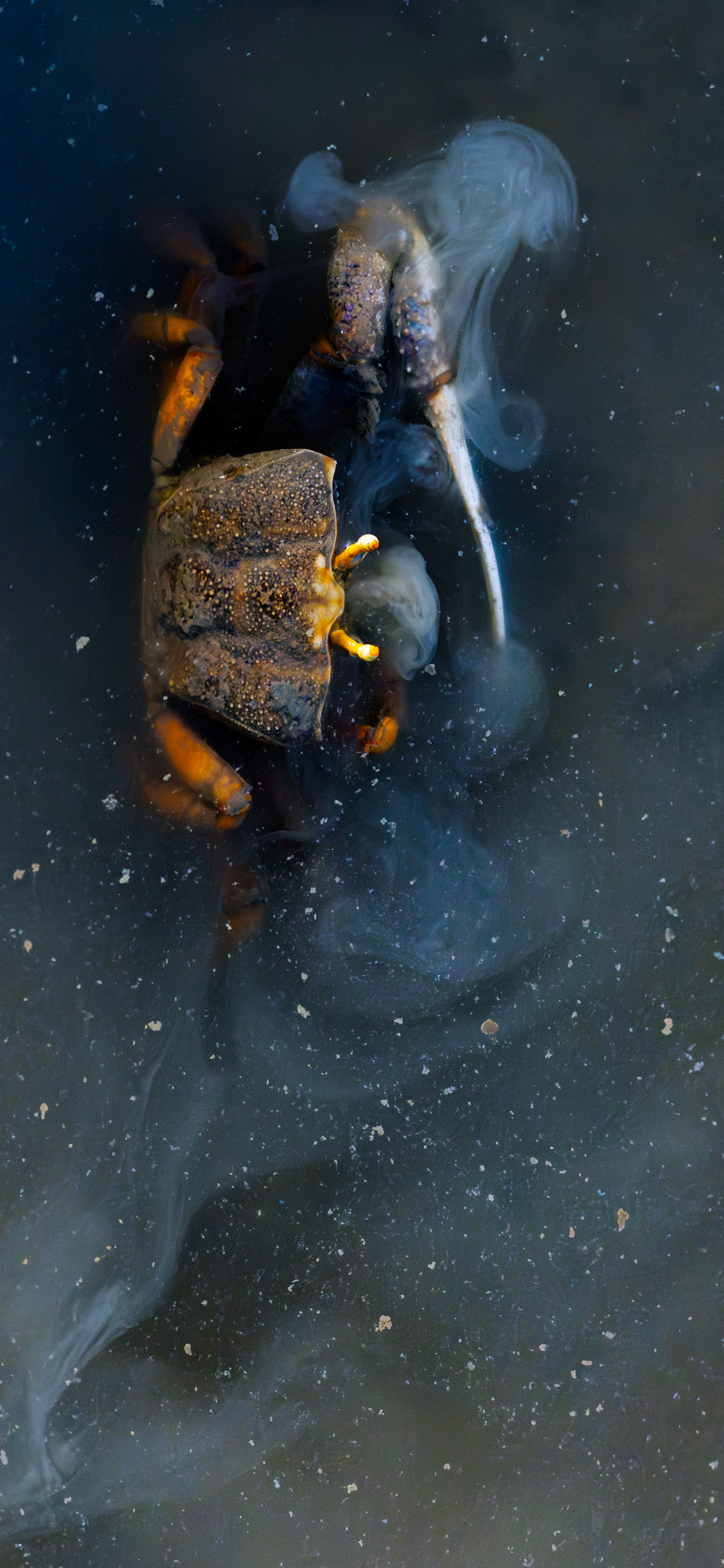 Cangrejo violinista (Uca tangeri)