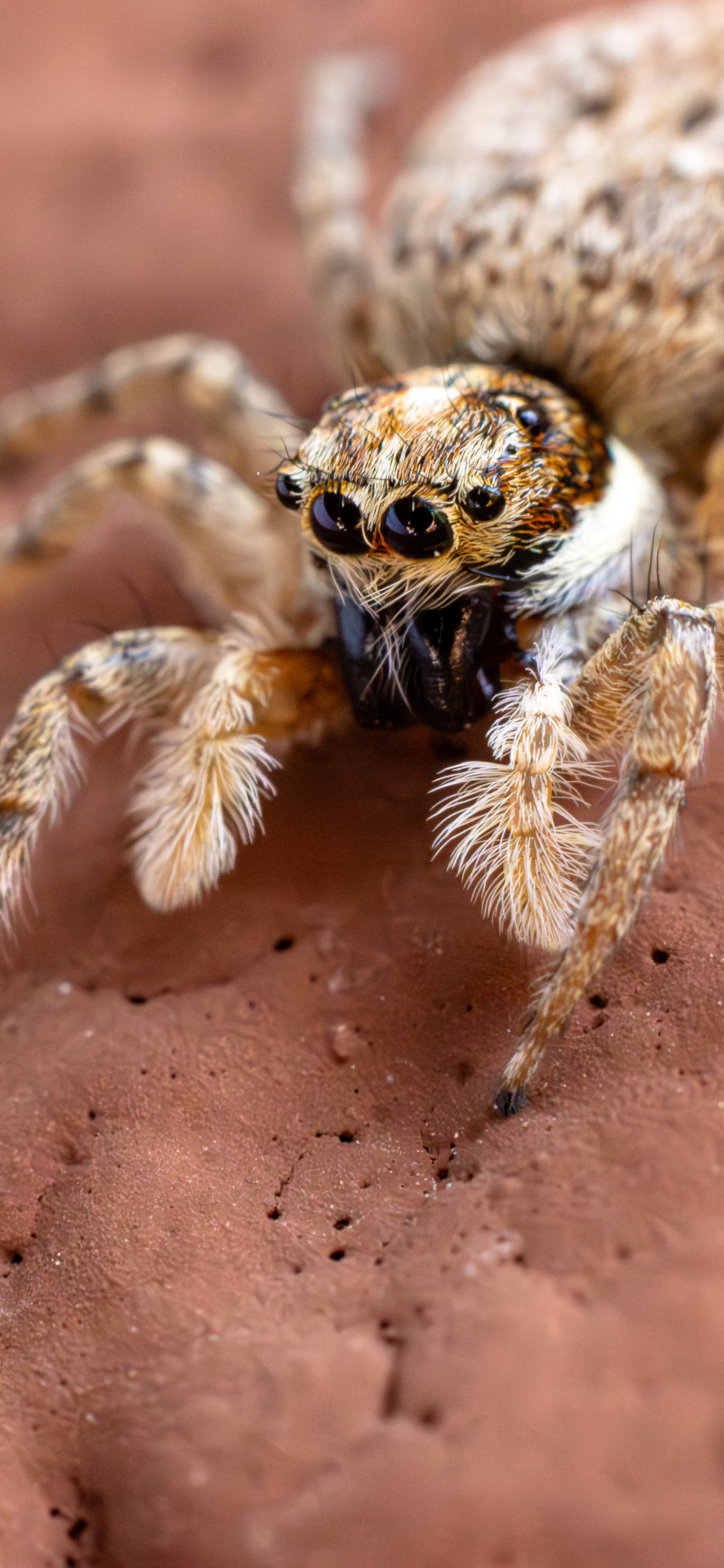 Menemerus semilimbatus