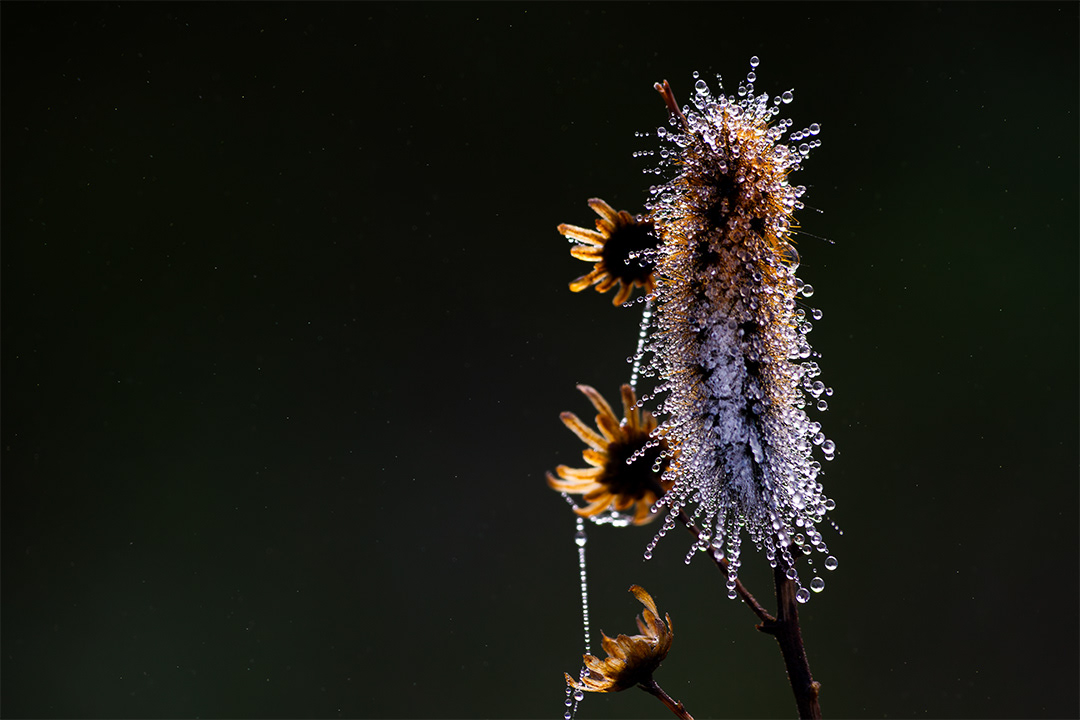 Oruga de los prados (Ocnogyna baetica)