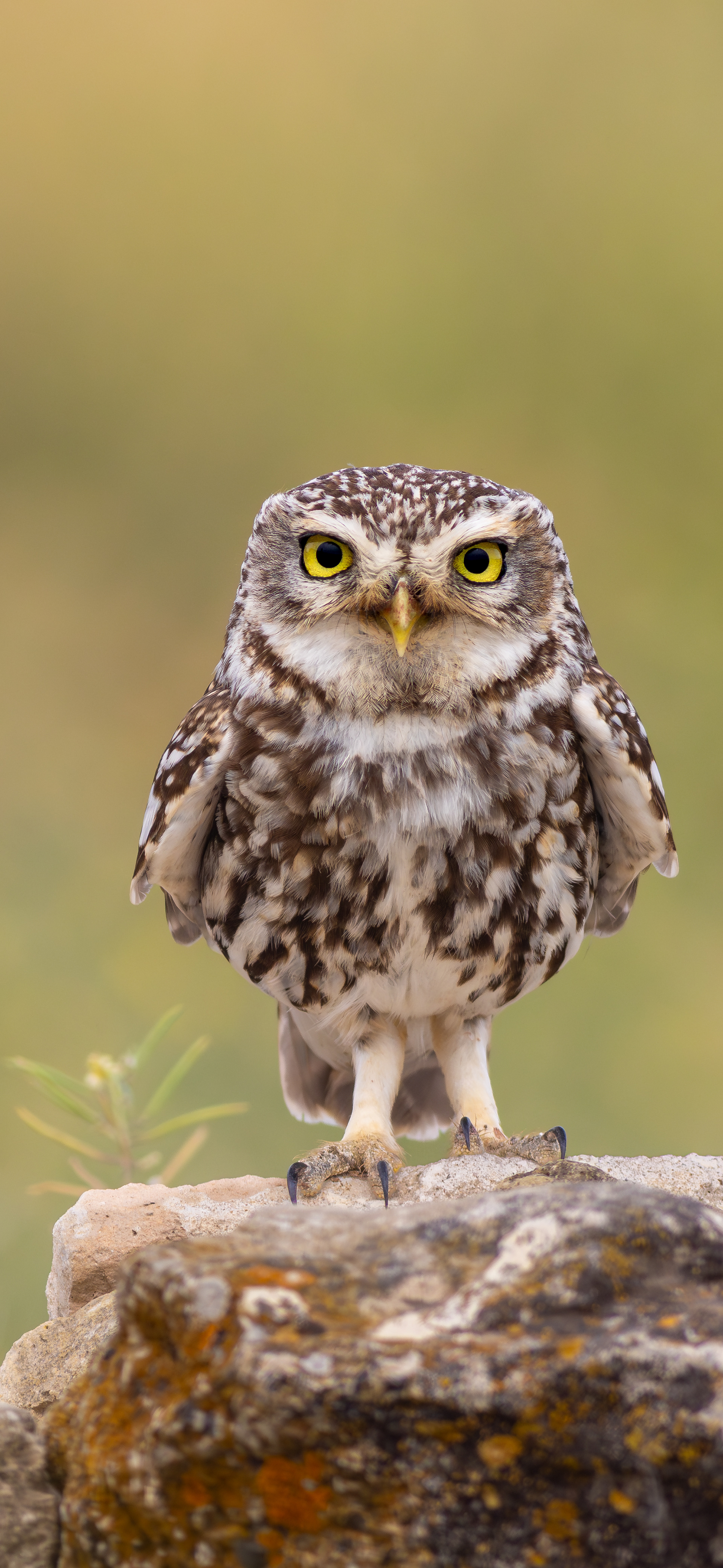 Mochuelo europeo (Athene noctua)
