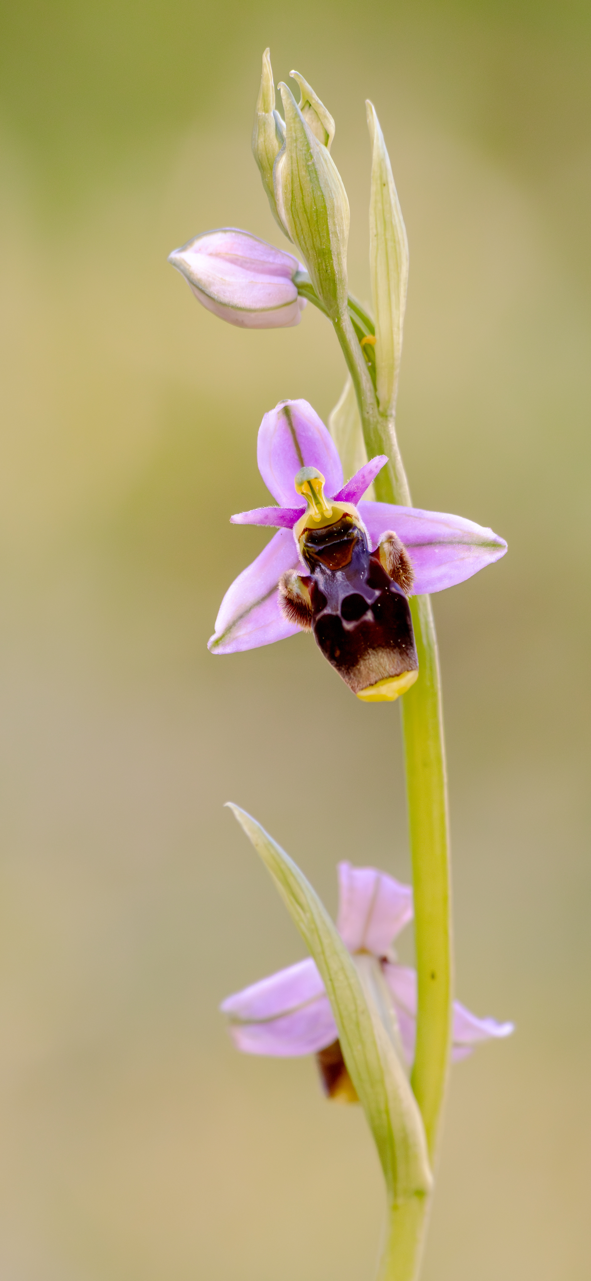 Ophrys scolopax