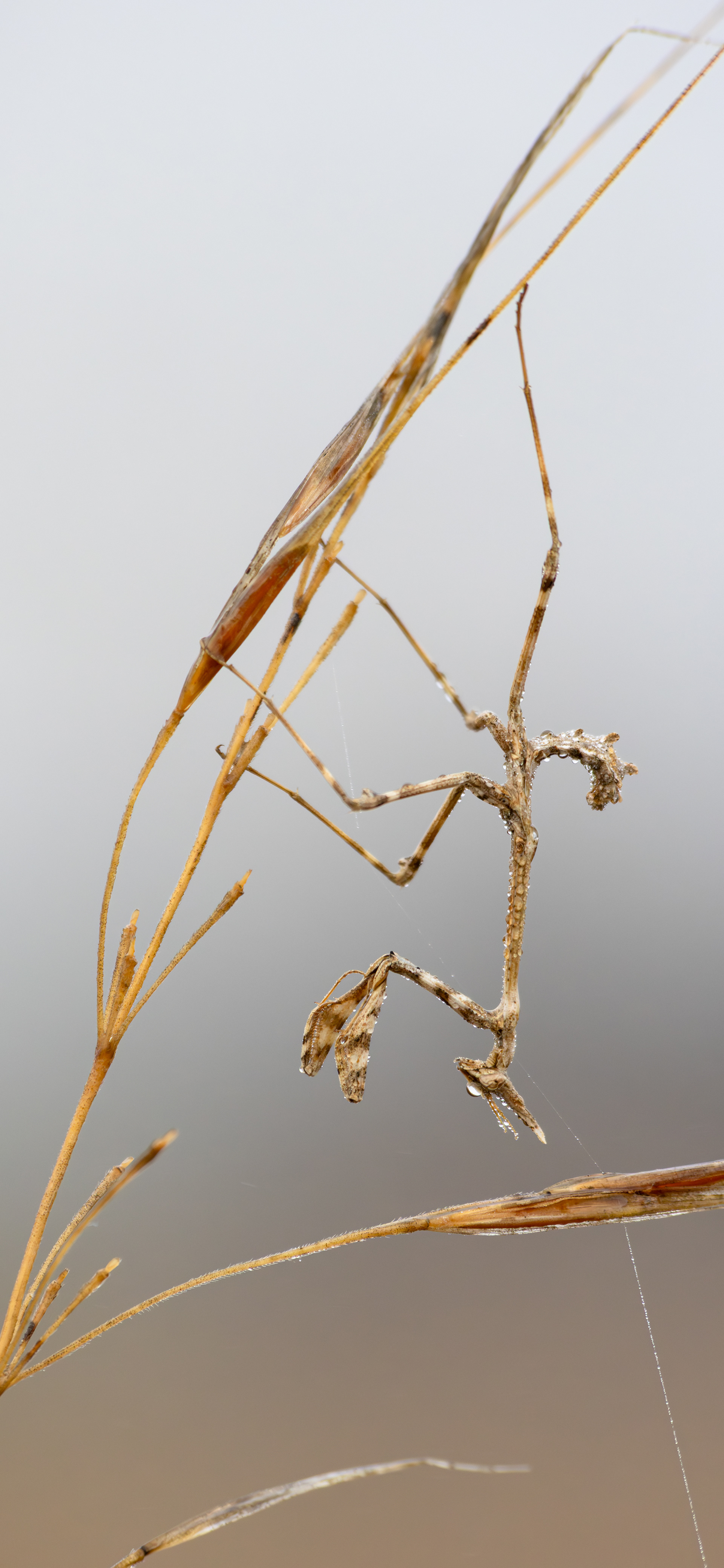 Mantis palo (Empusa pennata)