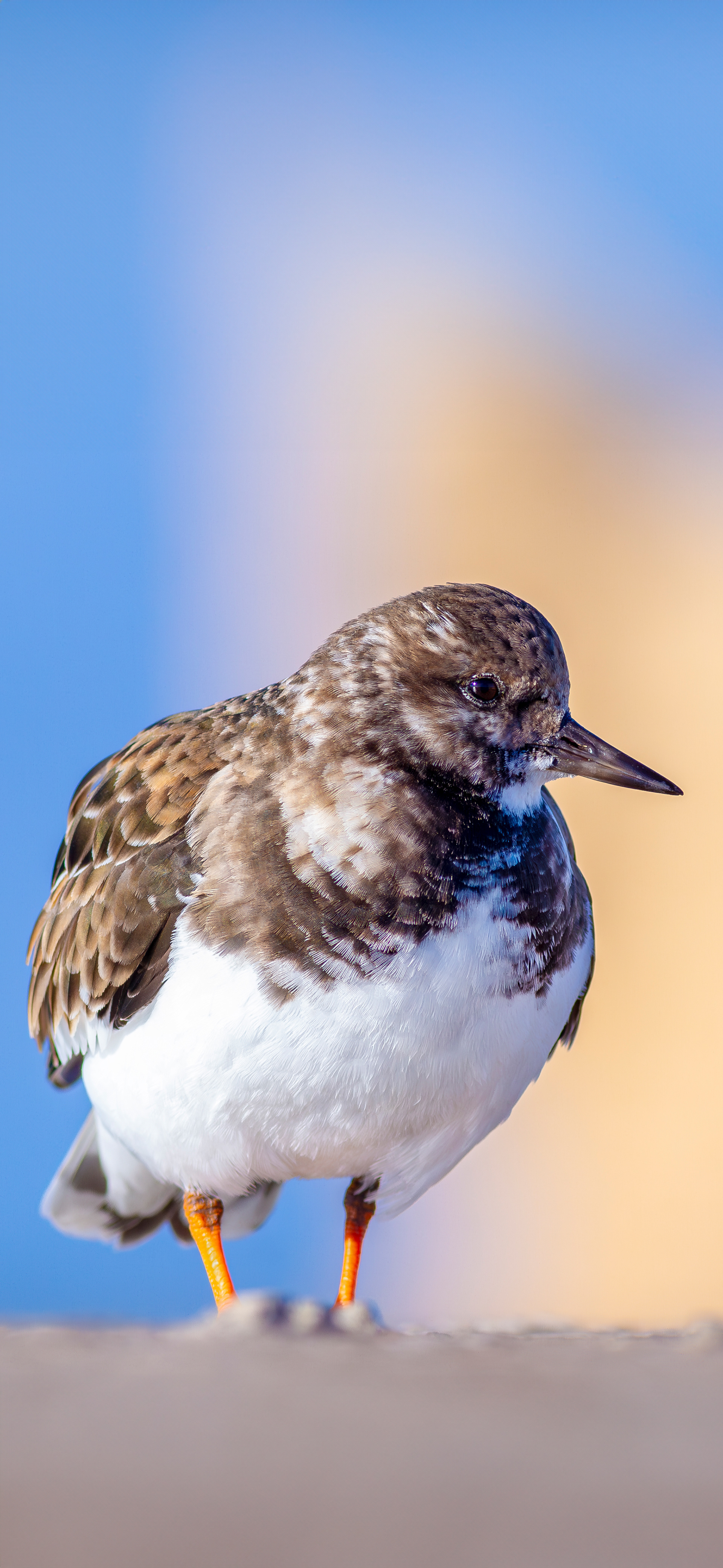 Vuelvepiedras común (Arenaria interpes)