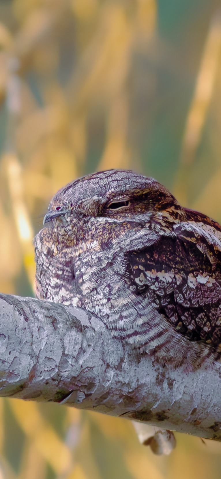 Chotacabras gris (Caprimulgus europaeus)