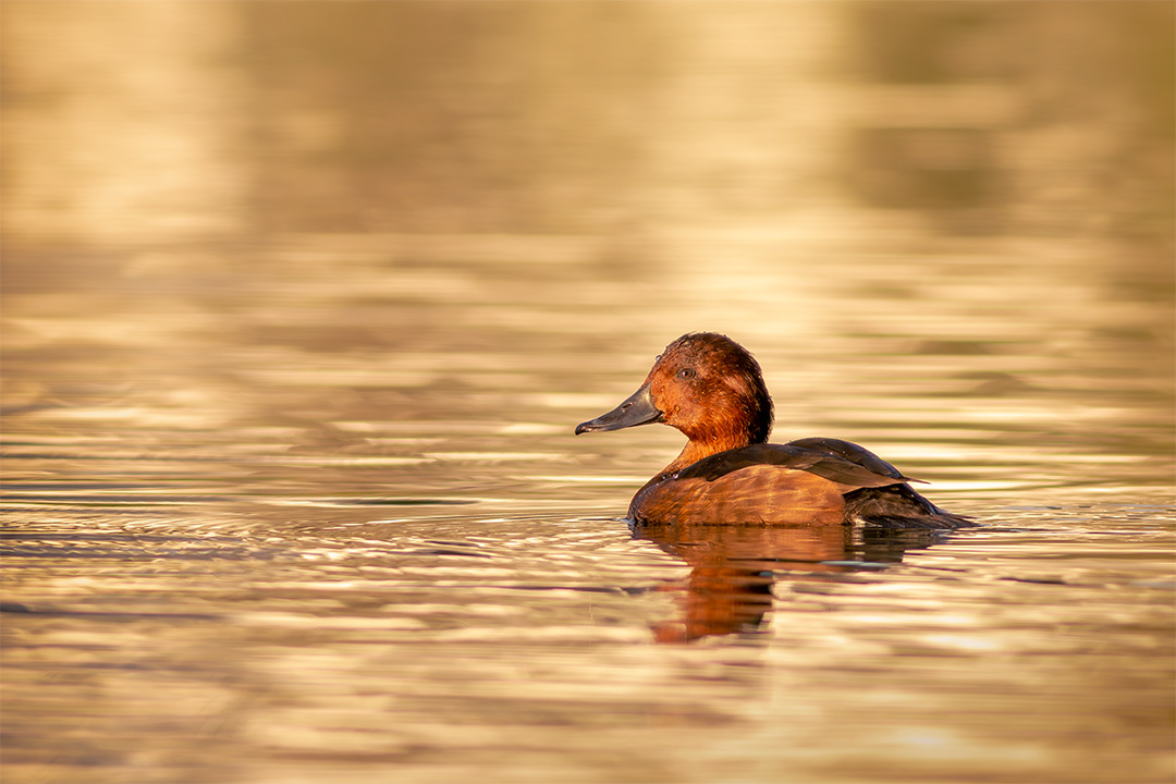 Porrón pardo (Aythya nyroca)