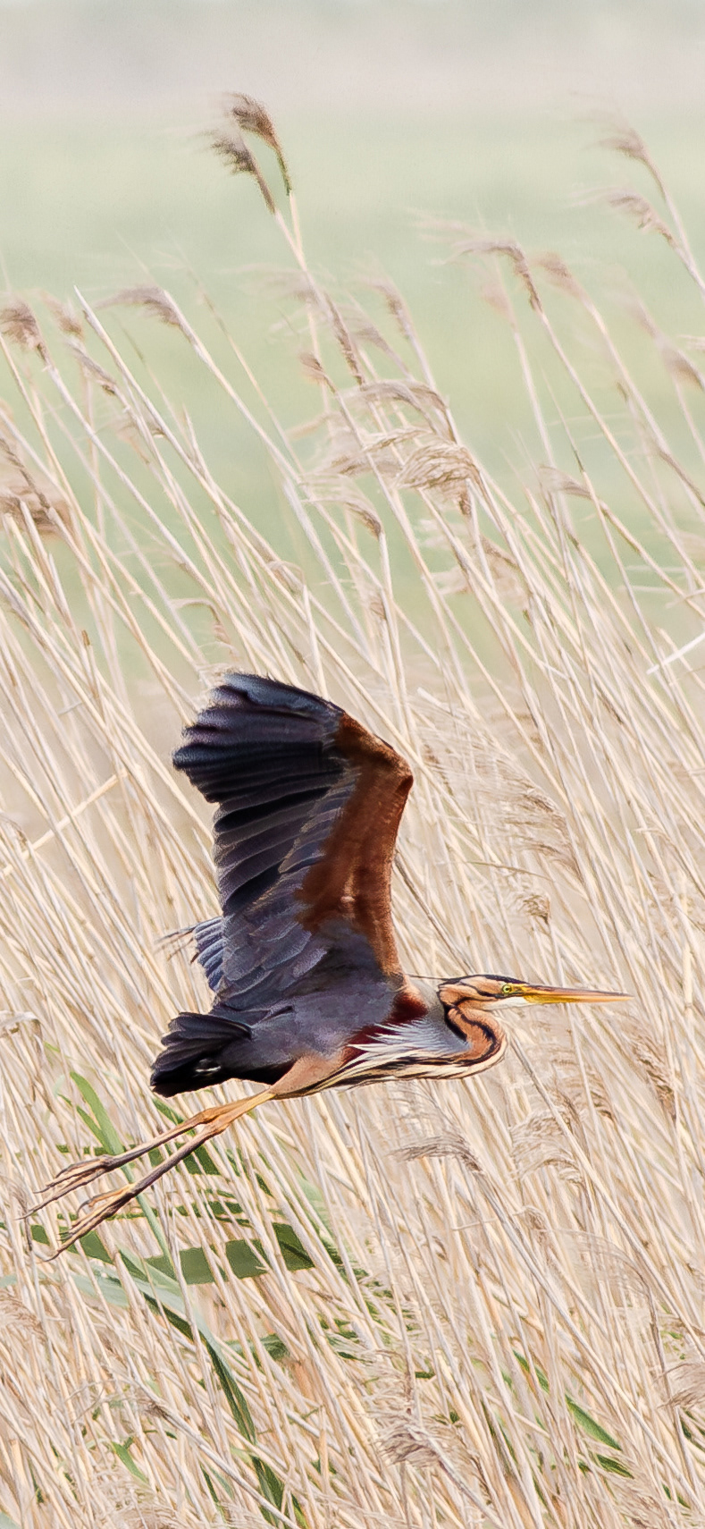 Garza imperial (Ardea purpurea)