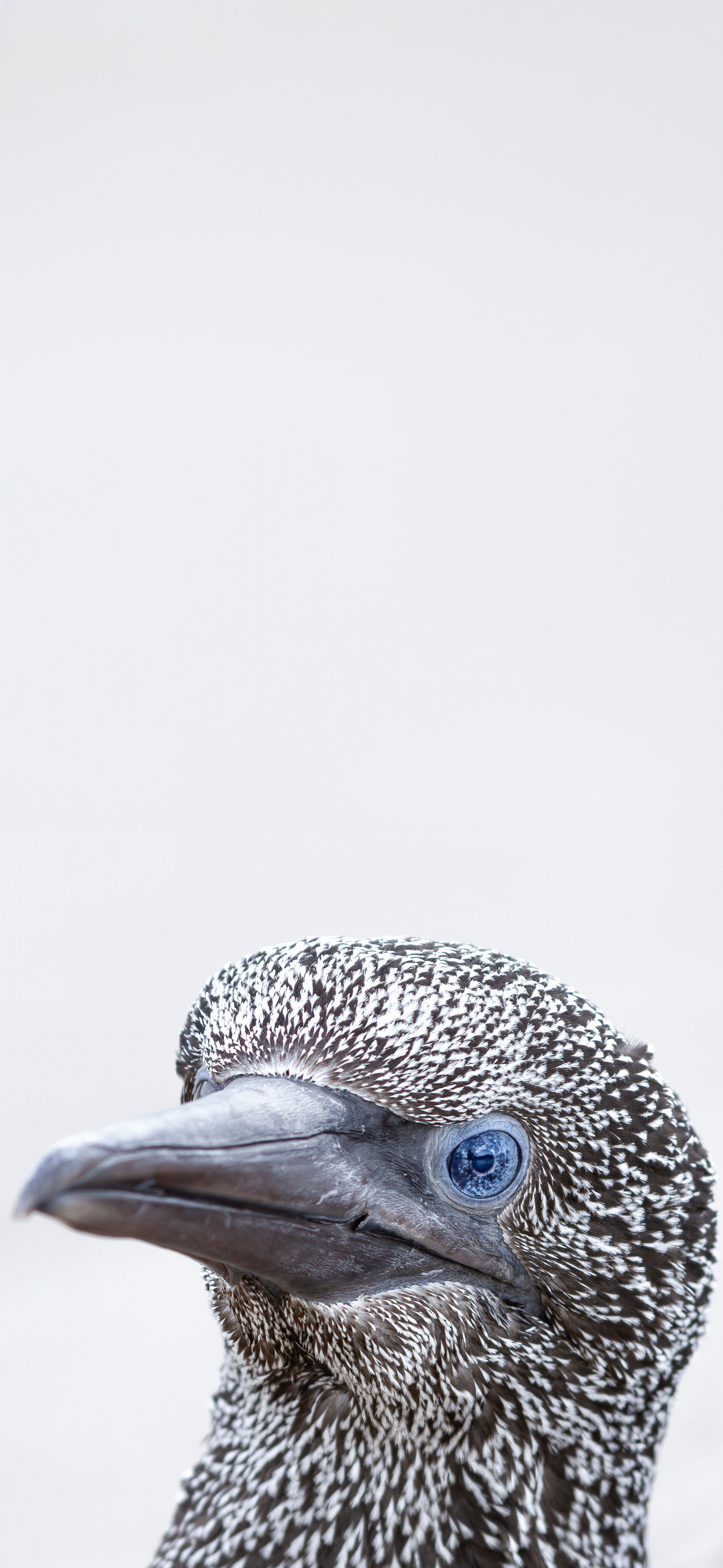 Alcatraz atlántico (Morus bassanus)