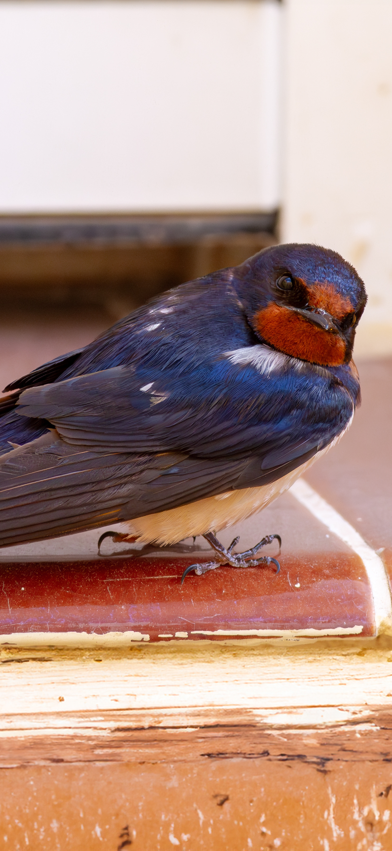 Golondrina común (Hirundo rustica)