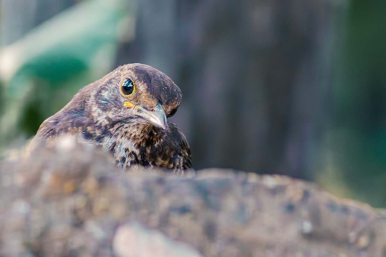 Mirlo común (Turdus merula)