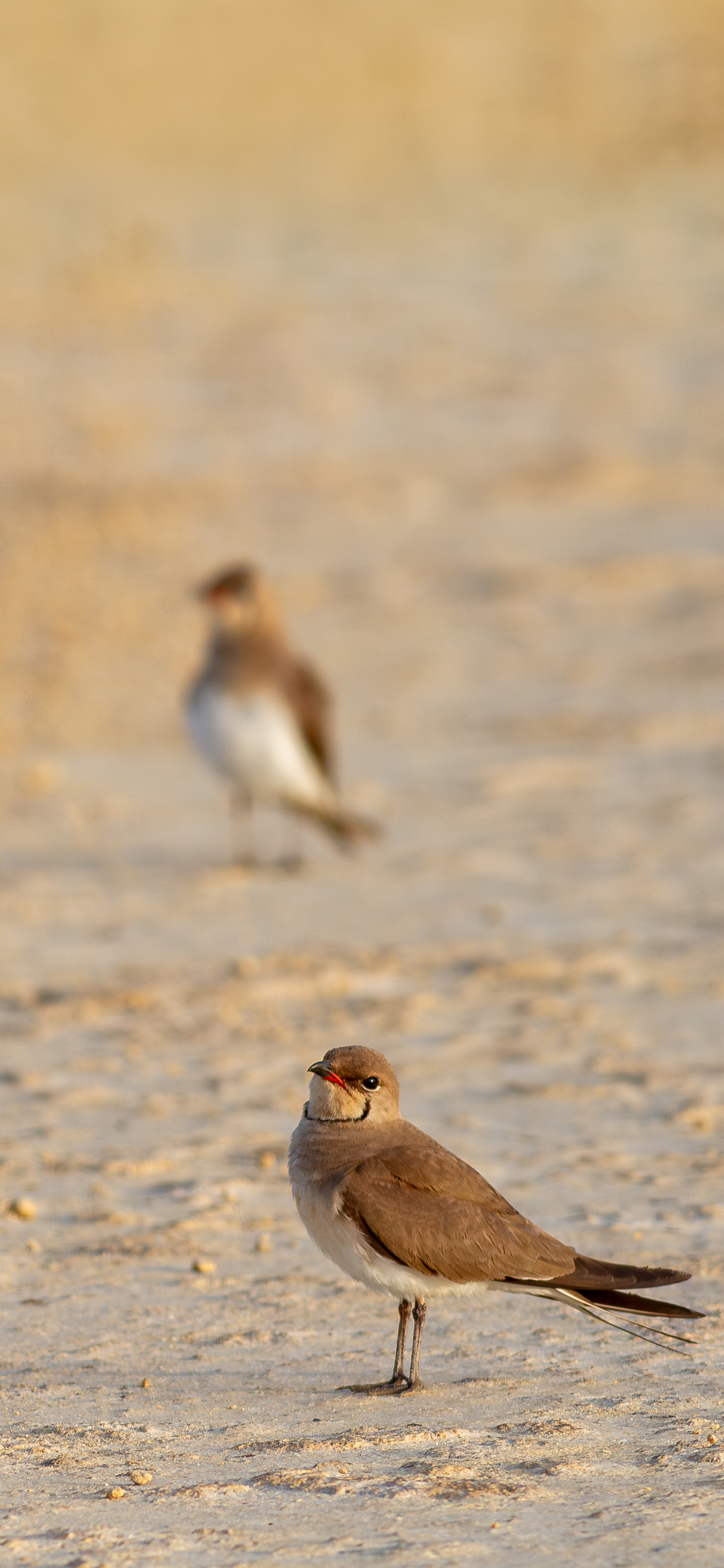 Canastera común (Glareola pratincola)