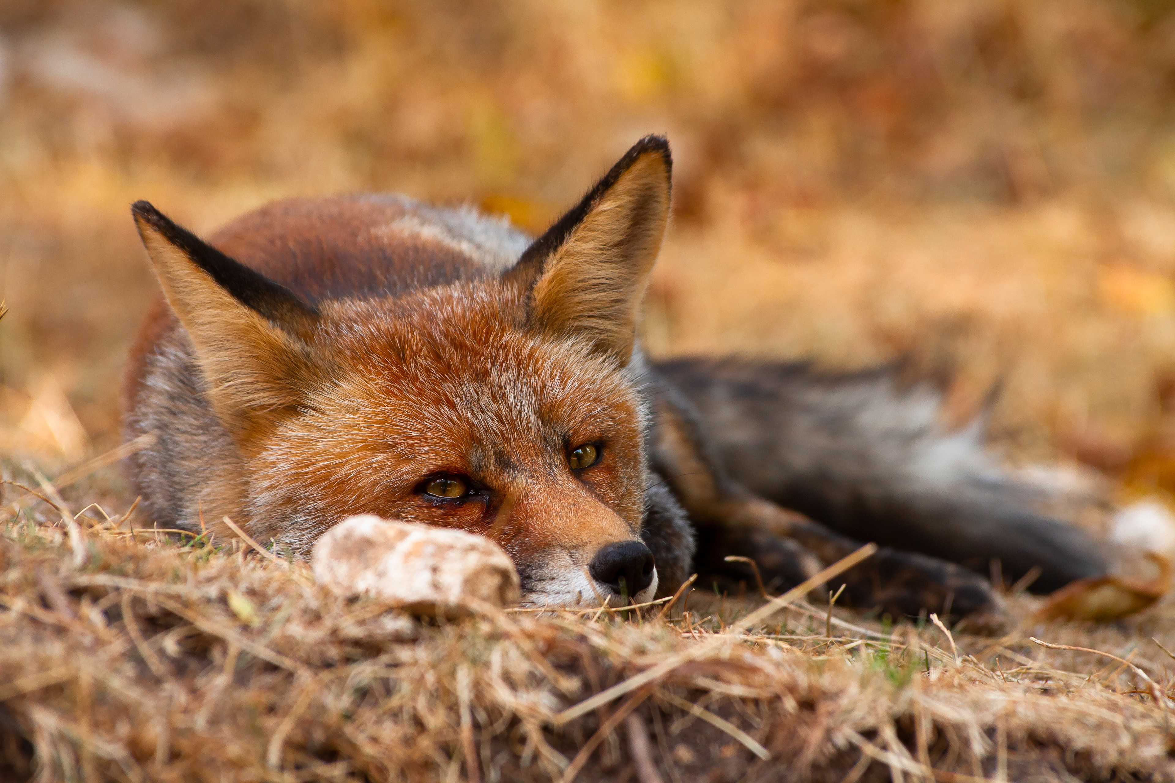 Zorro común (Vulpes vulpes)
