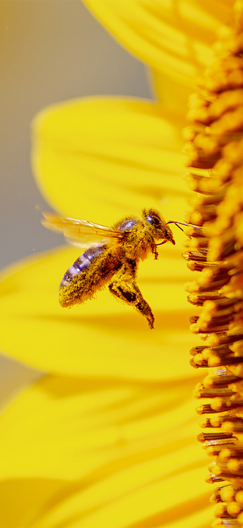 Abeja europea (Apis mellifera)
