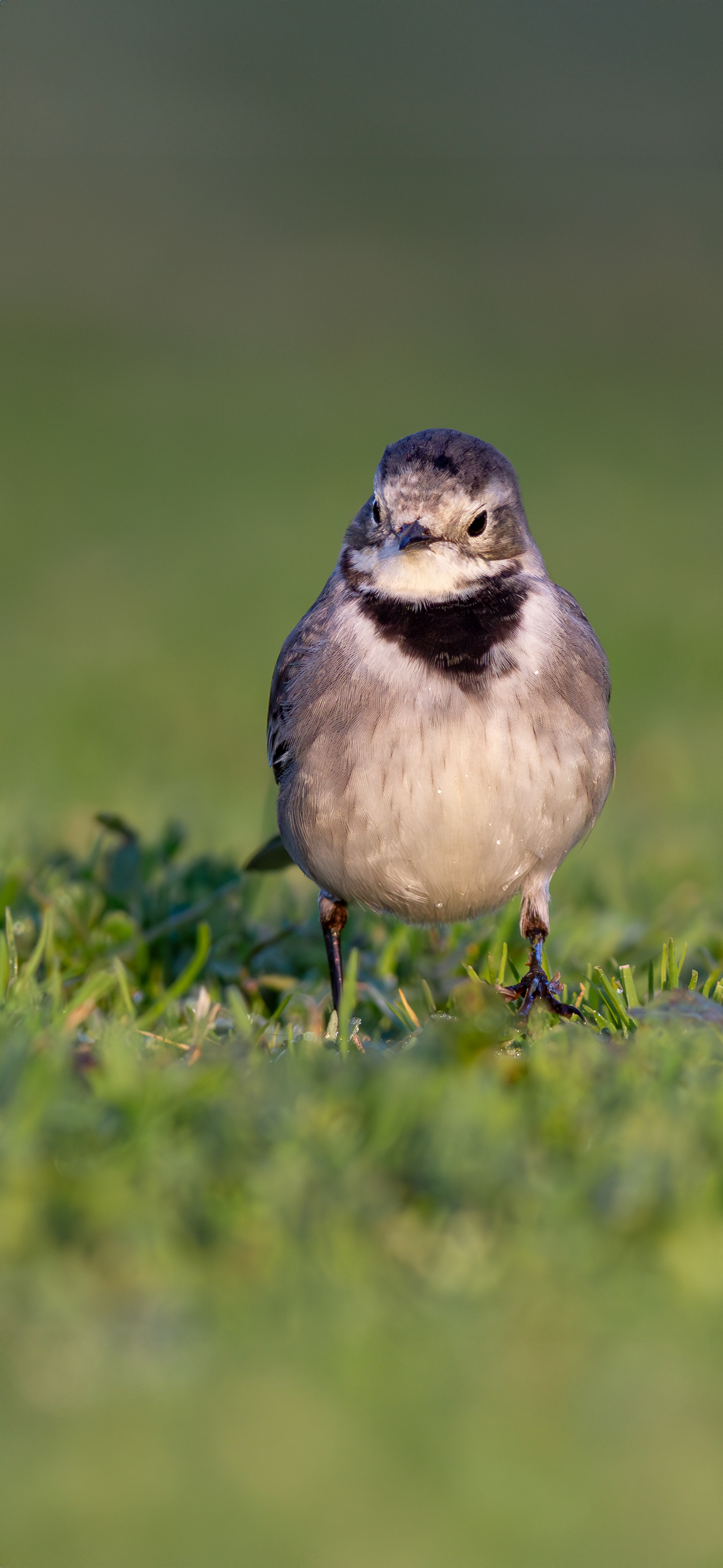 Lavandera blanca (Motacilla alba)