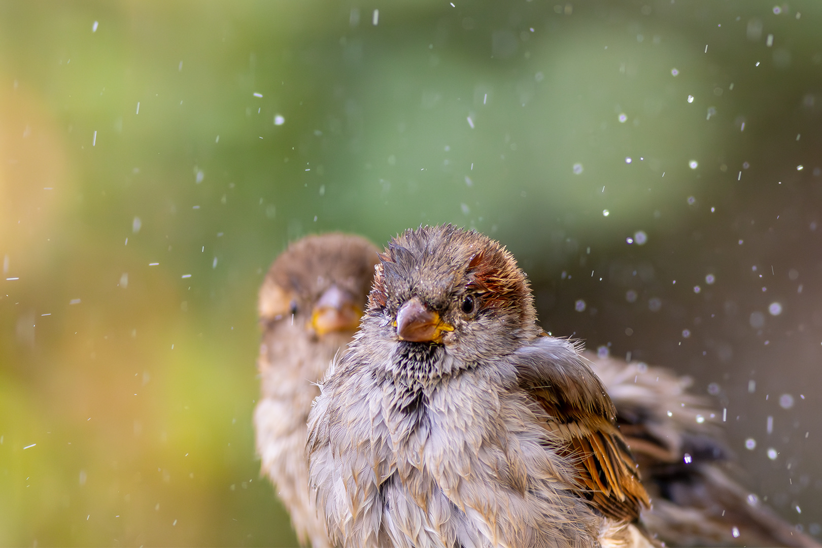Gorrión común (Passer domesticus)