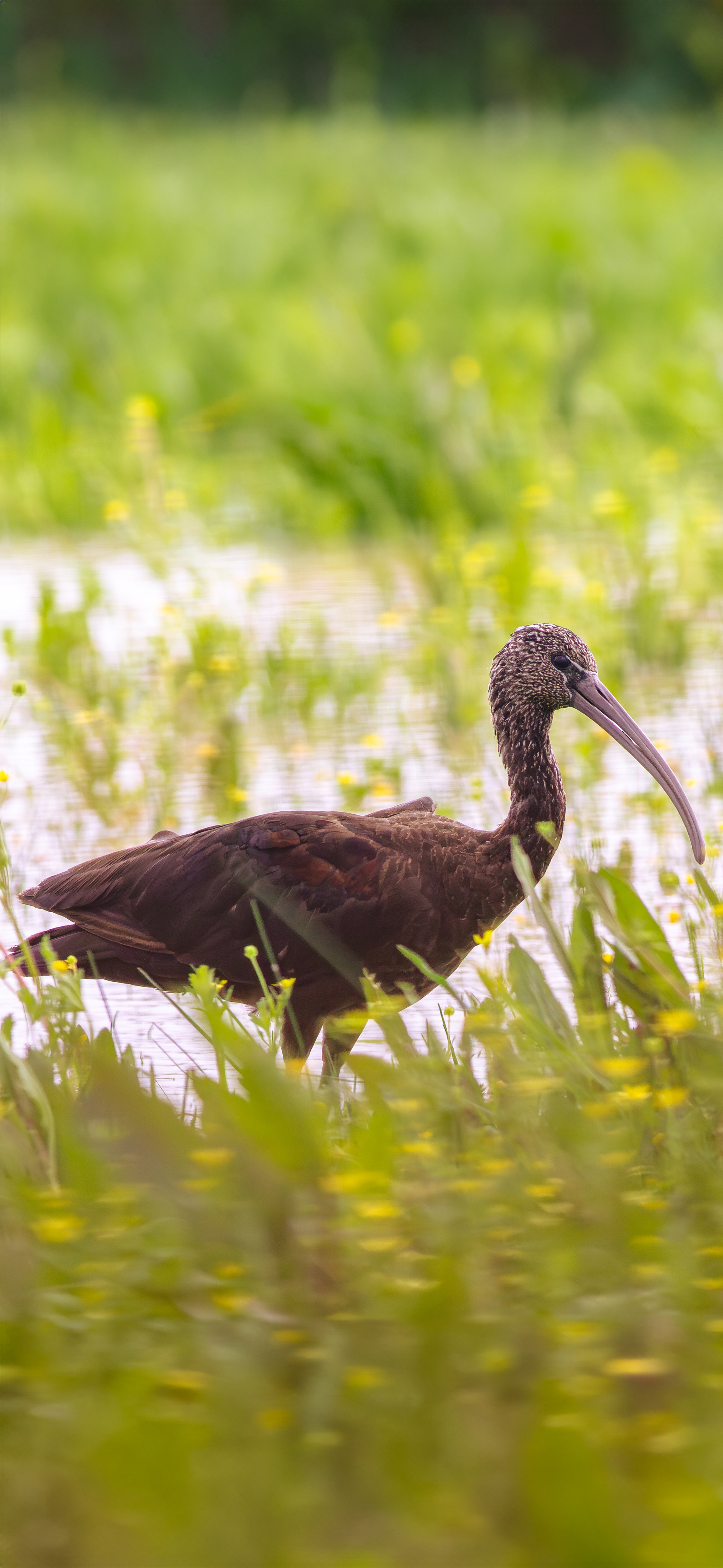Morito común (Plegadis falcinellus)