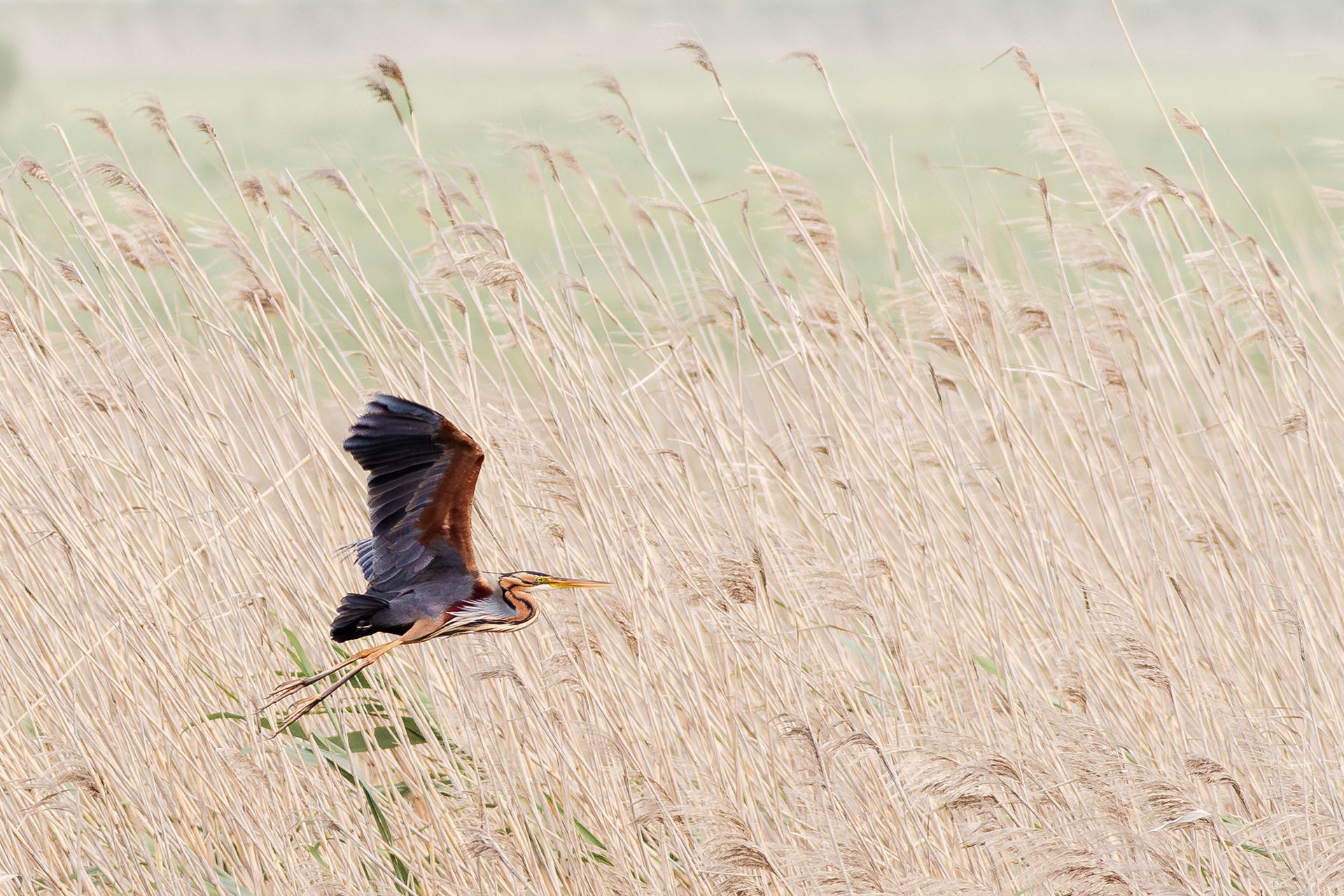Garza imperial (Ardea purpurea)