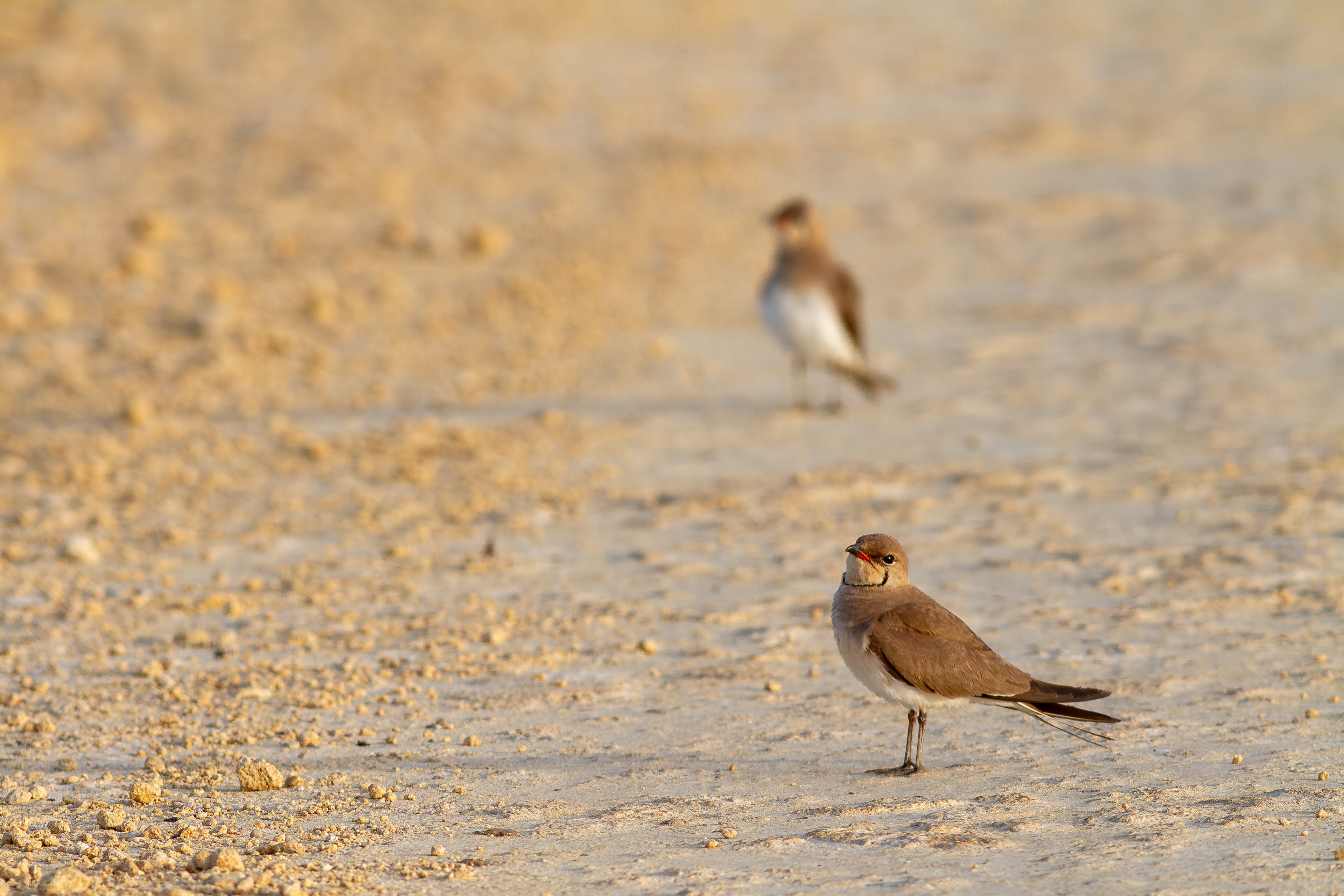 Canastera común (Glareola pratincola)
